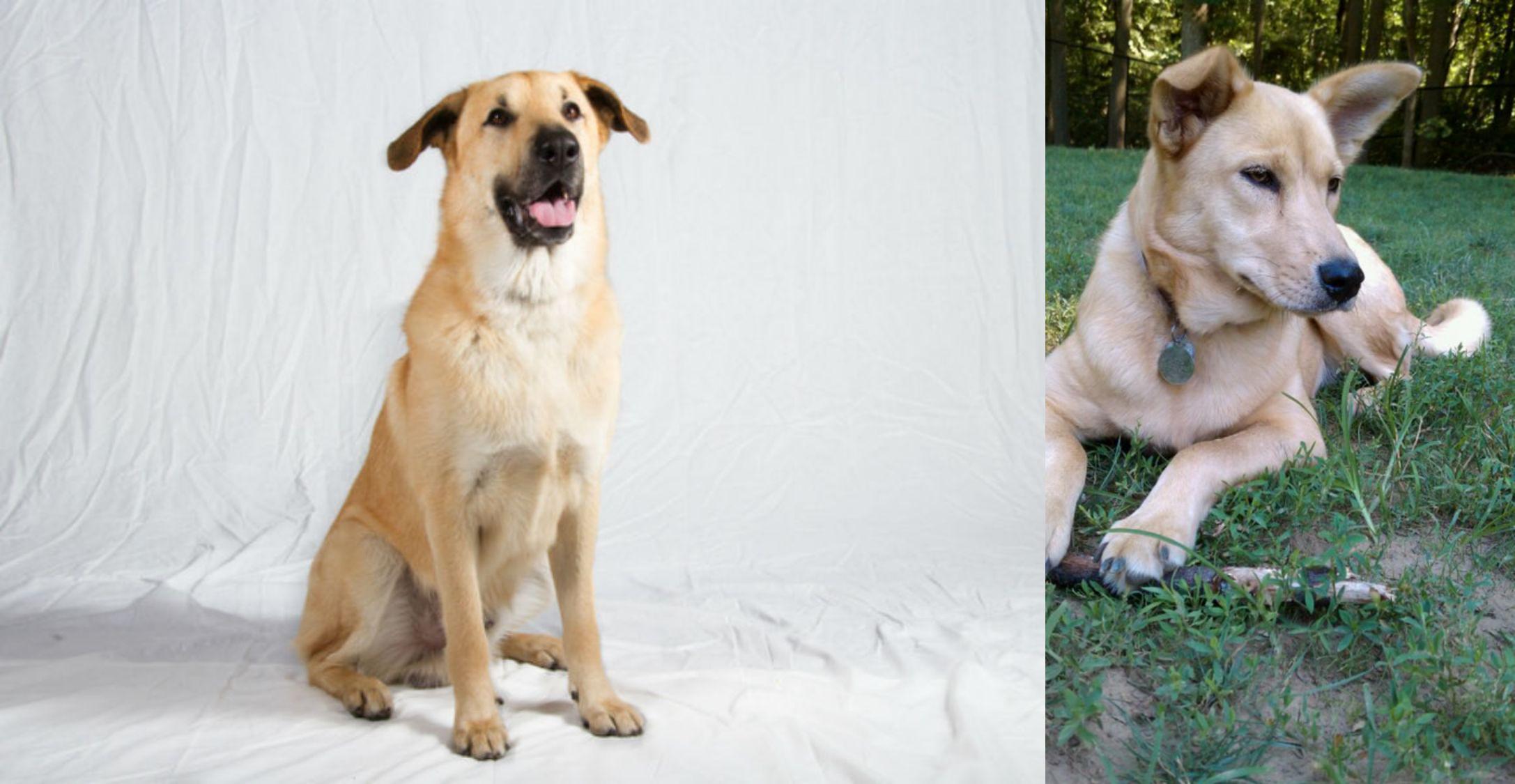 Chinook Vs Carolina Dog Breed Comparison Mydogbreeds
