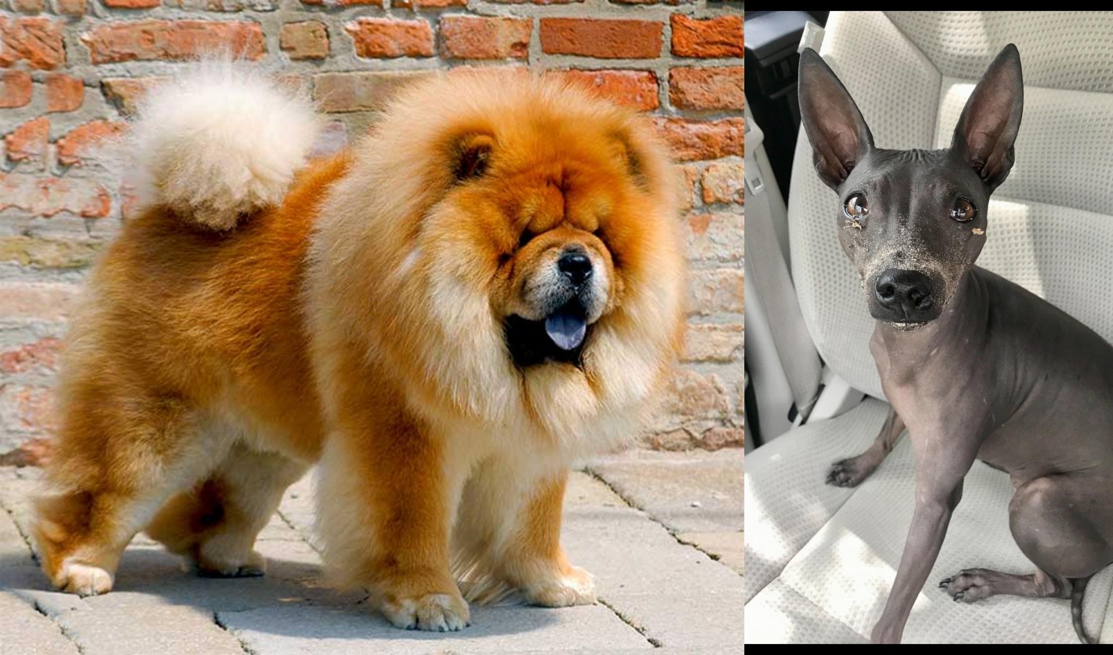 Chow Chow vs American Hairless Terrier 