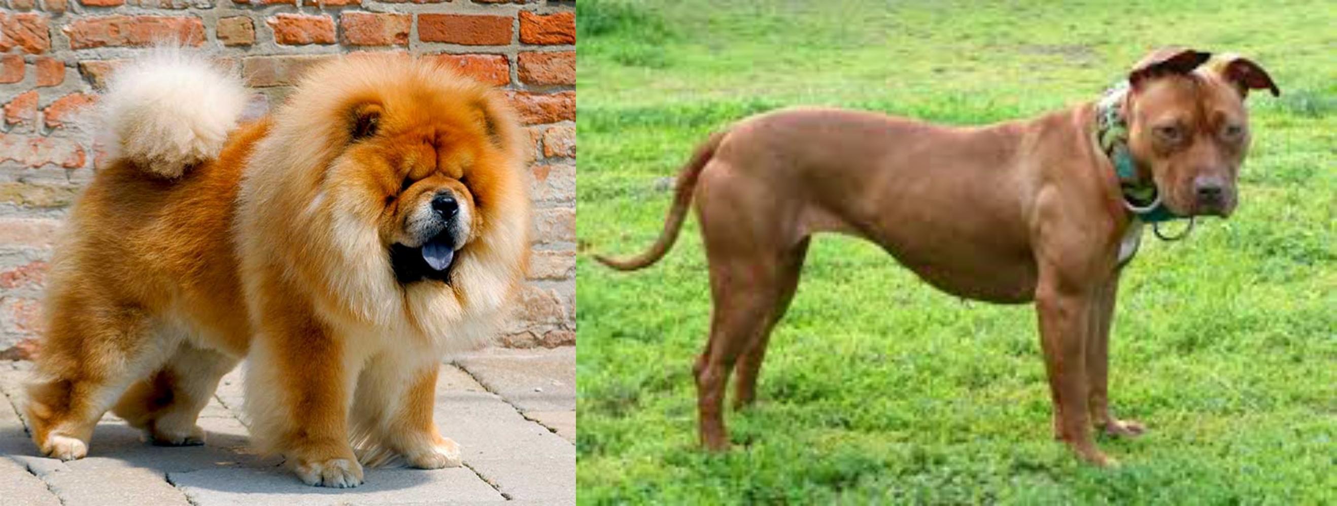 Chow Chow vs American Pit Bull Terrier Breed Comparison