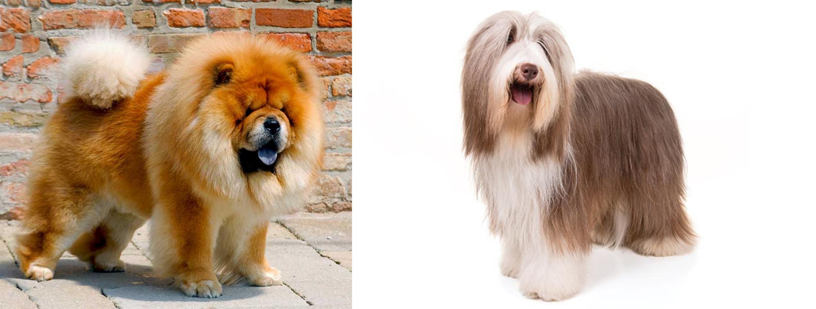 friendly bearded collie