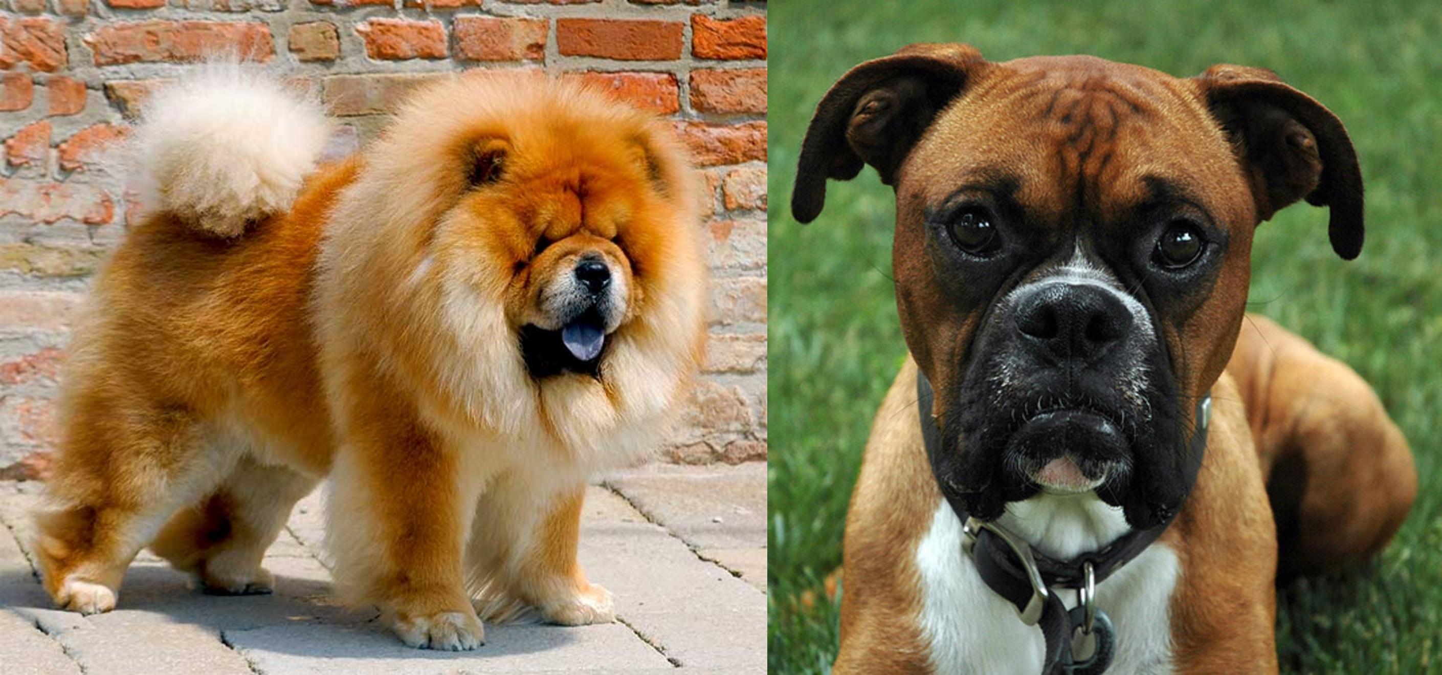 Chow Chow vs Boxer Breed Comparison MyDogBreeds