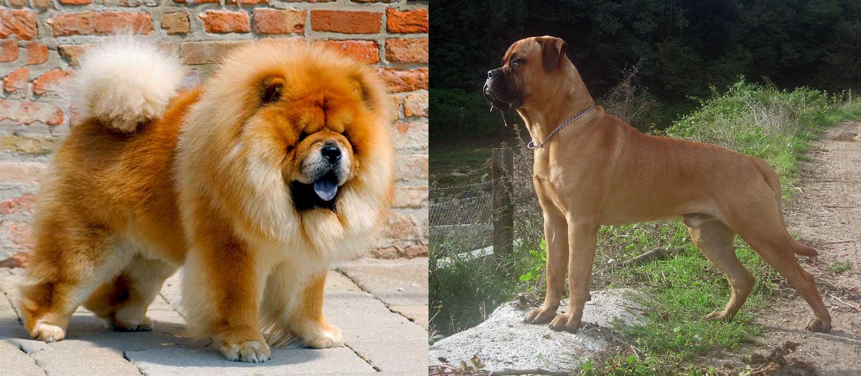 mongolian bullmastiff