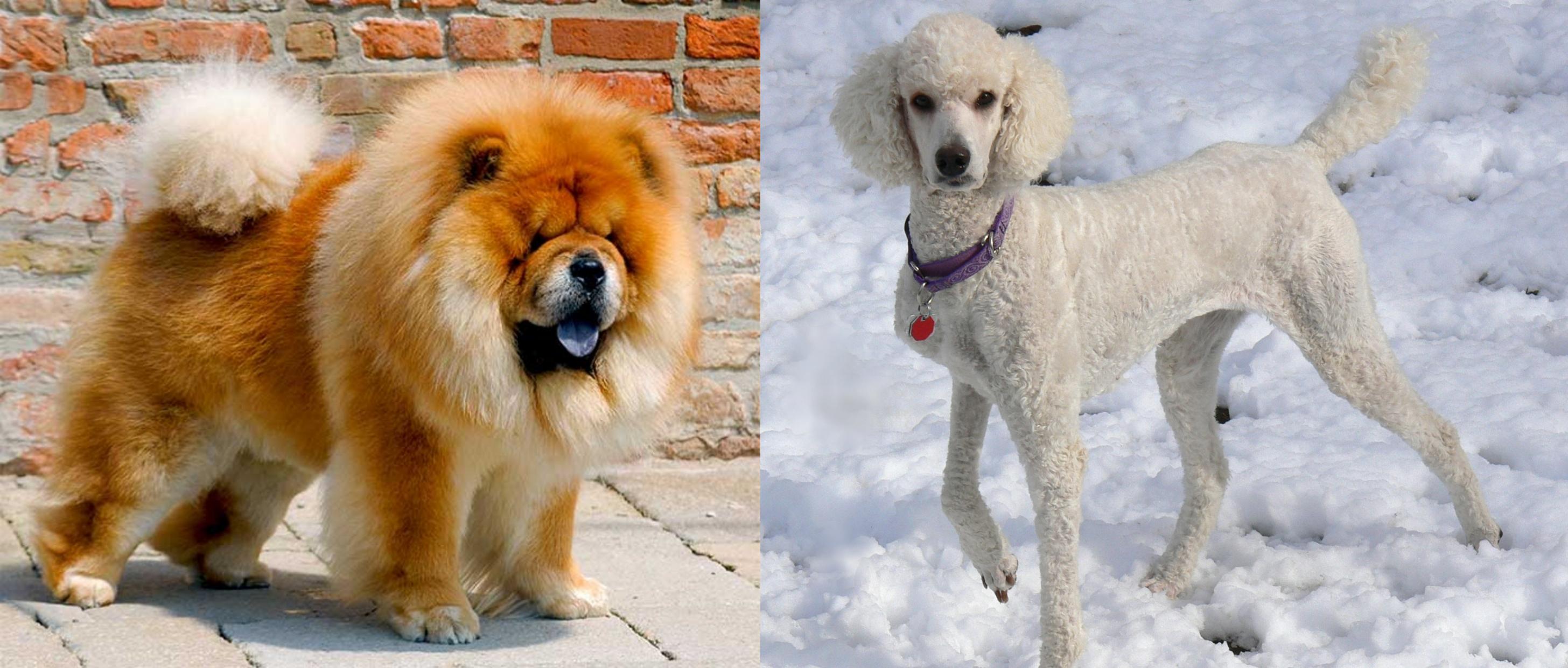 chow chow and poodle