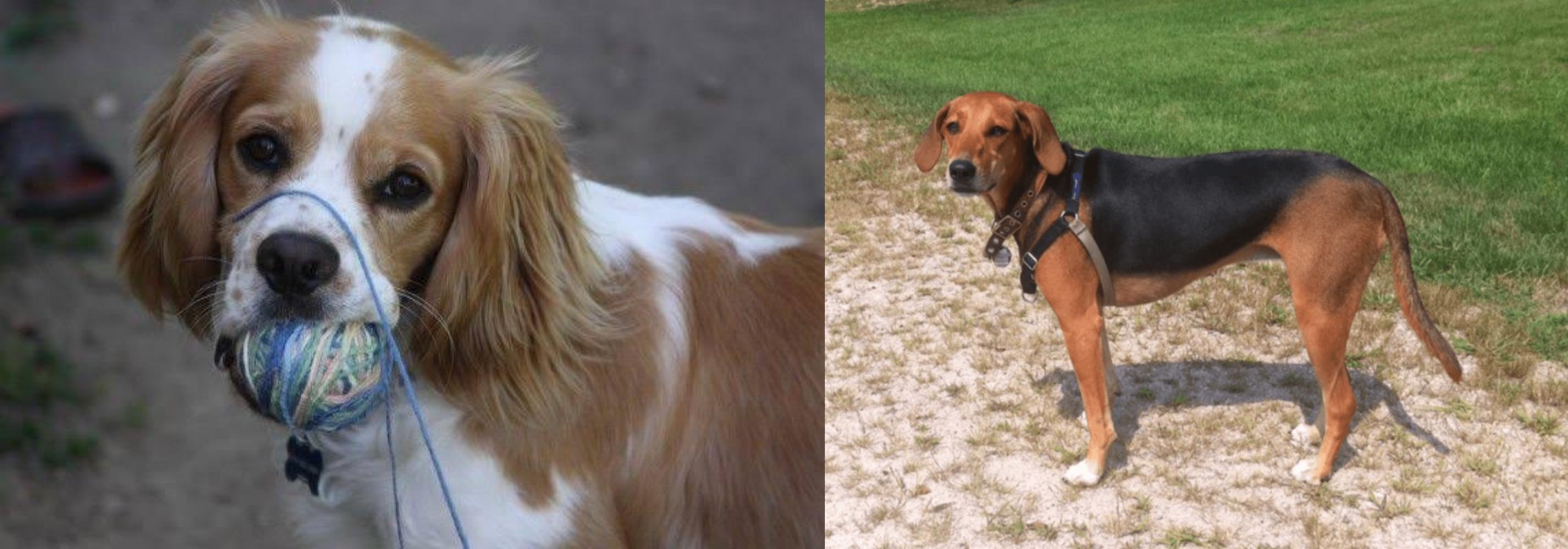 Cockalier Vs Kerry Beagle Breed Comparison Mydogbreeds