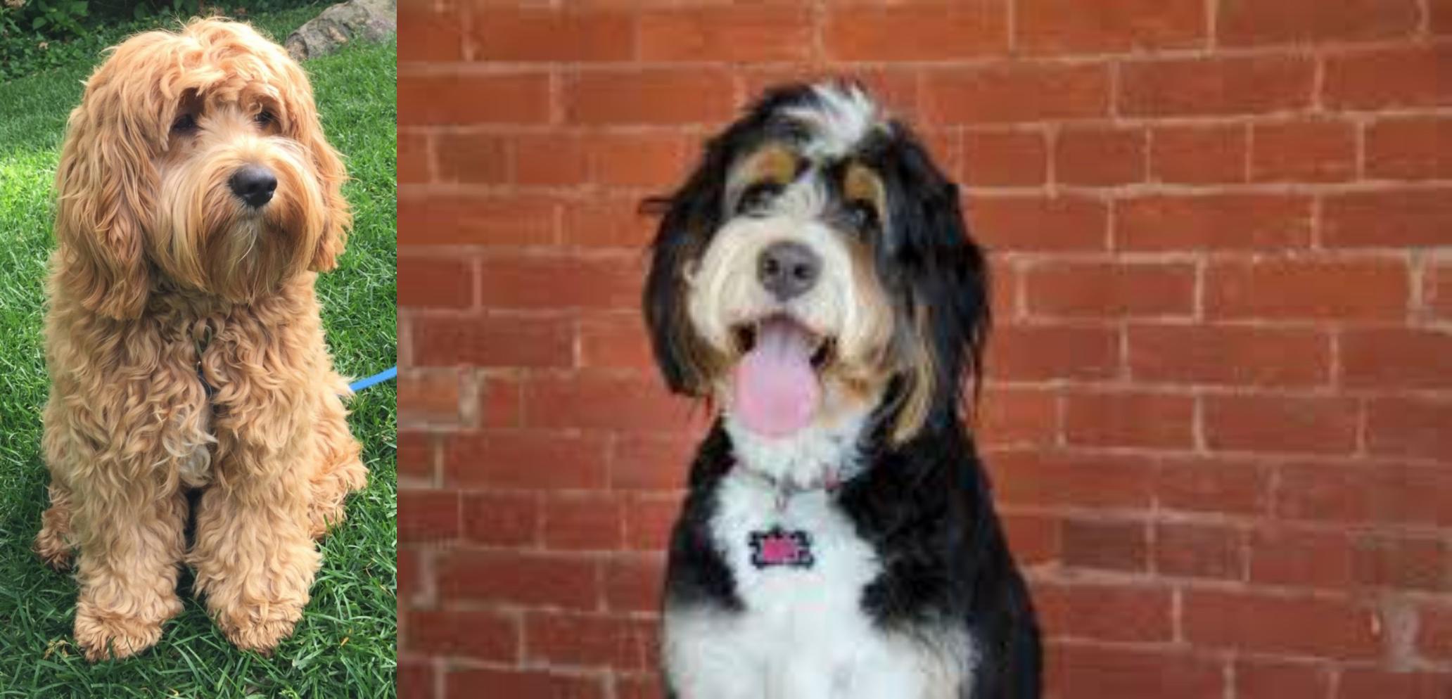 Cockapoo vs Bernedoodle - Breed Comparison | MyDogBreeds