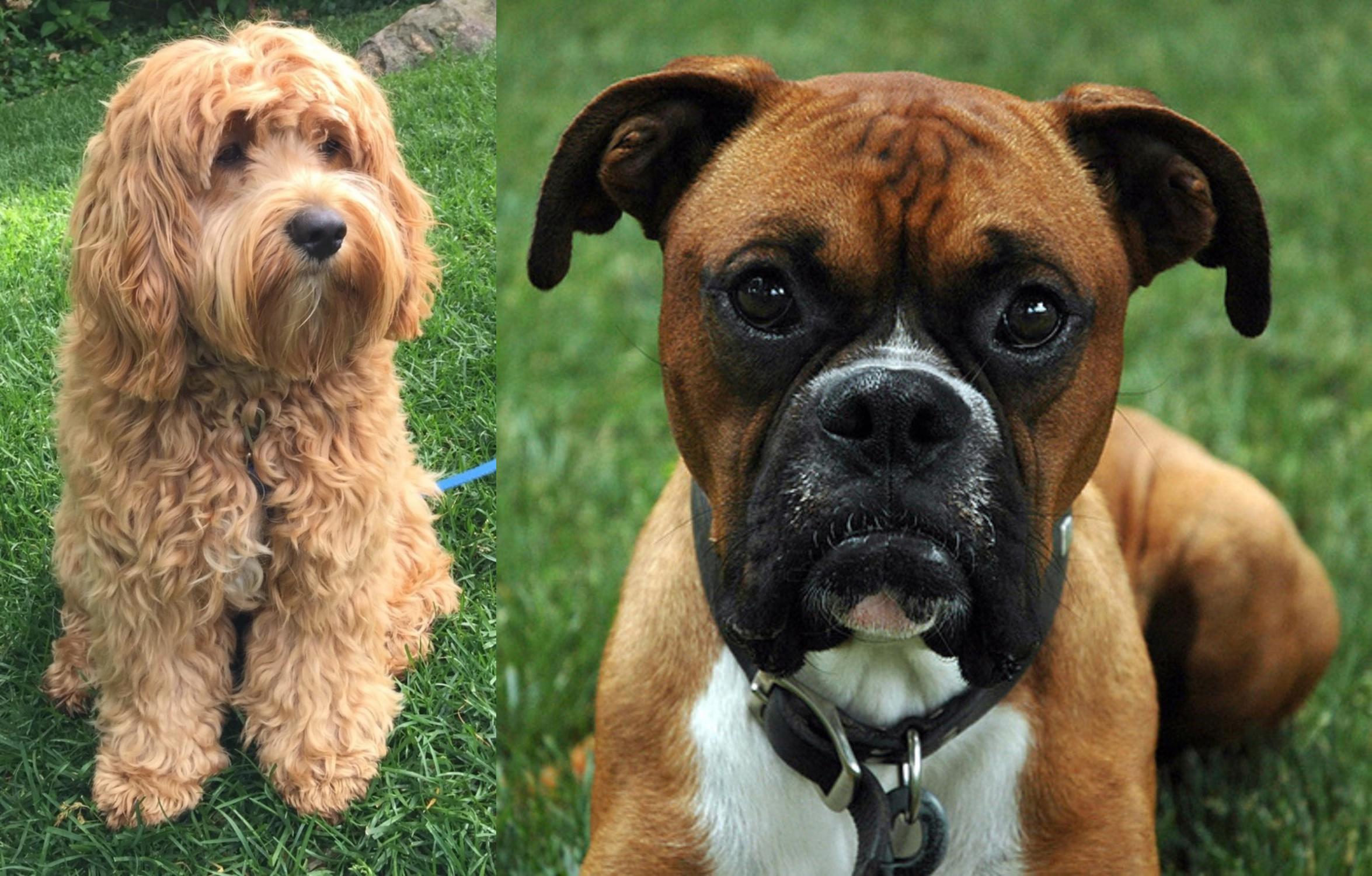 golden retriever teddy cut