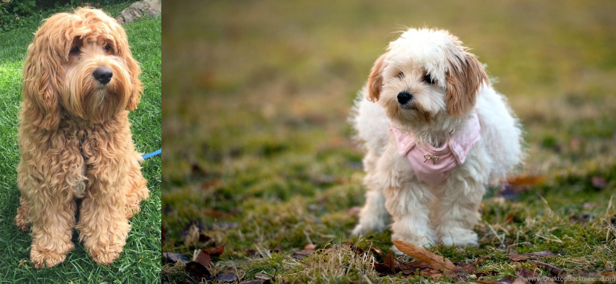 cockapoo terrier mix