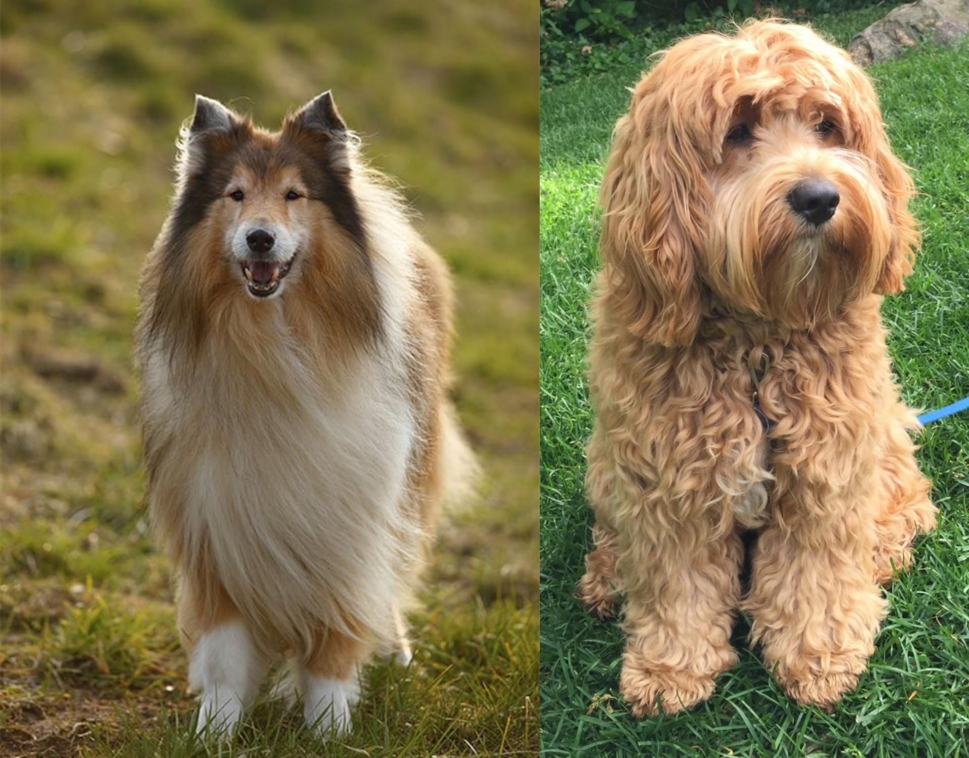 border collie cockapoo