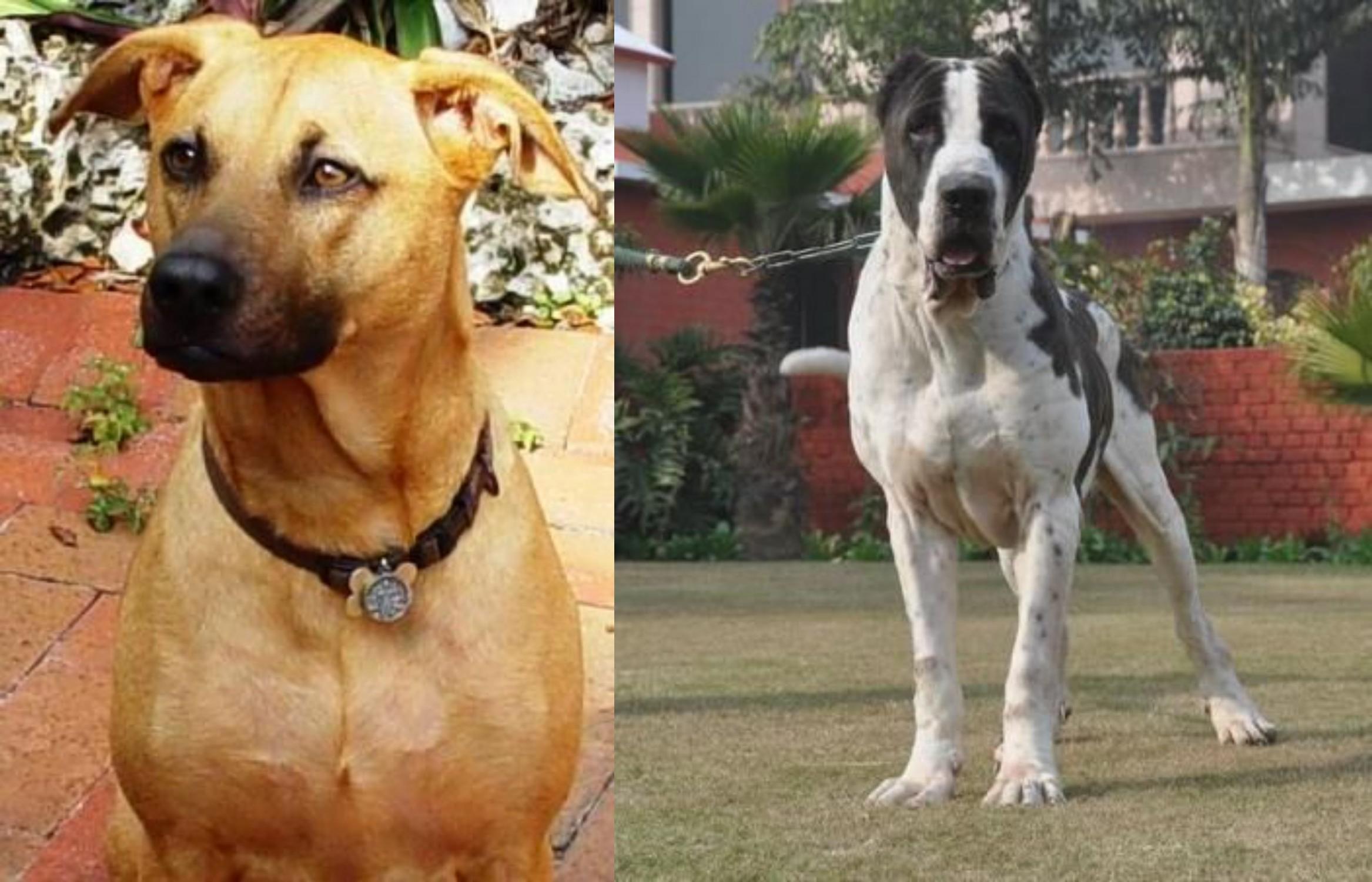 Combai Vs Bully Kutta Breed Comparison Mydogbreeds