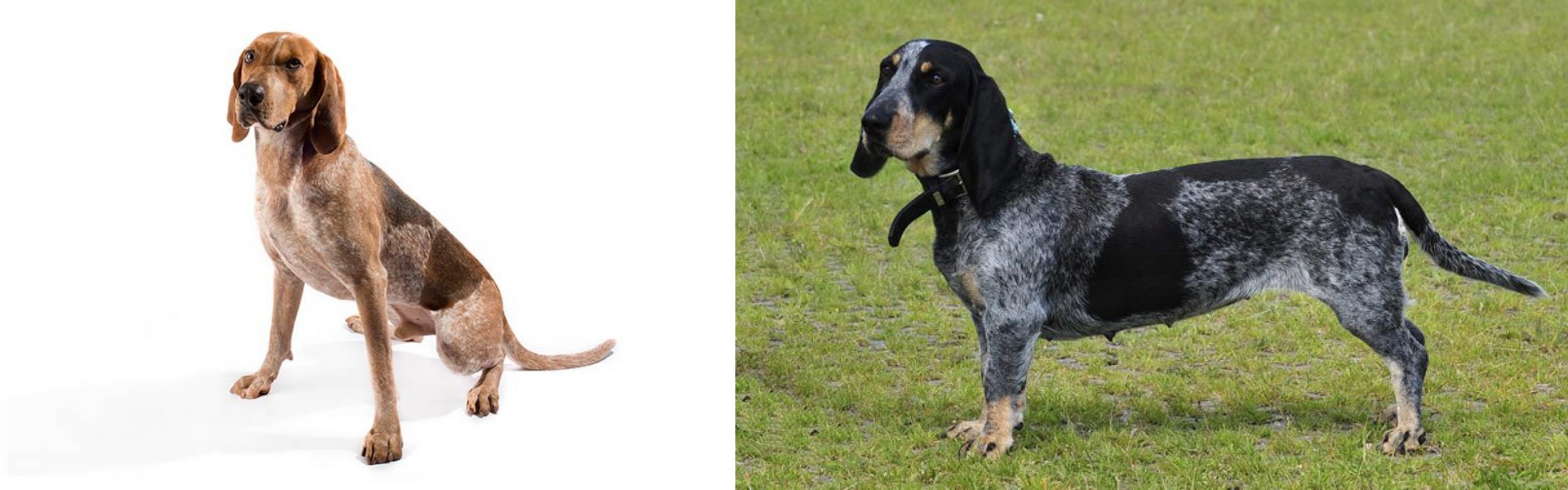 Coonhound Vs Basset Bleu De Gascogne Breed Comparison