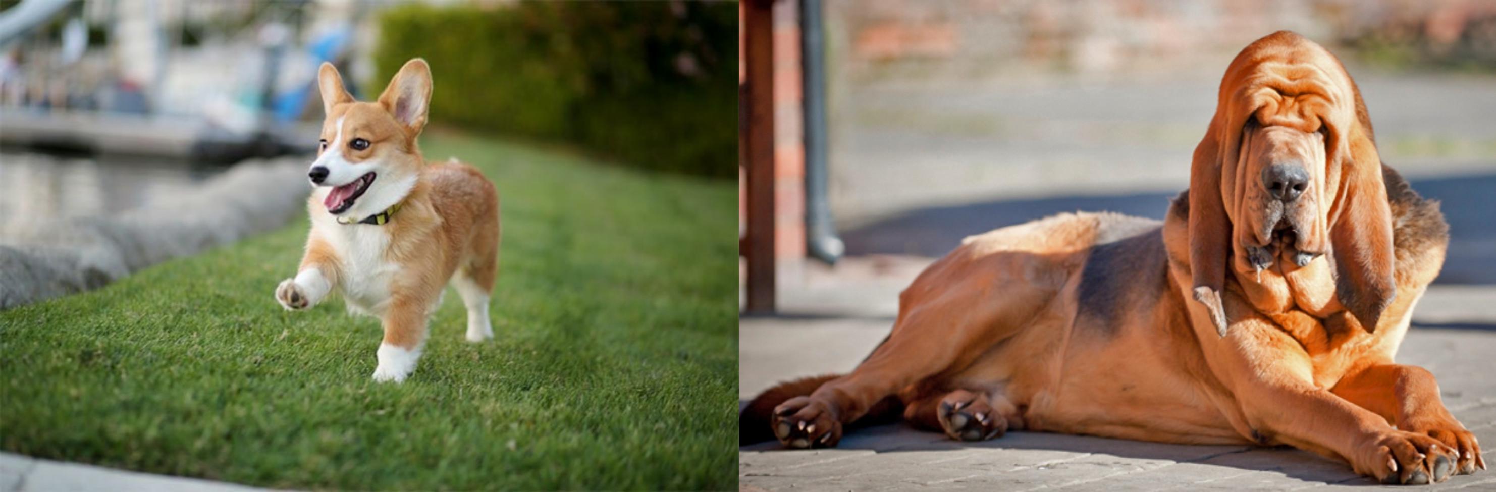 corgi bloodhound
