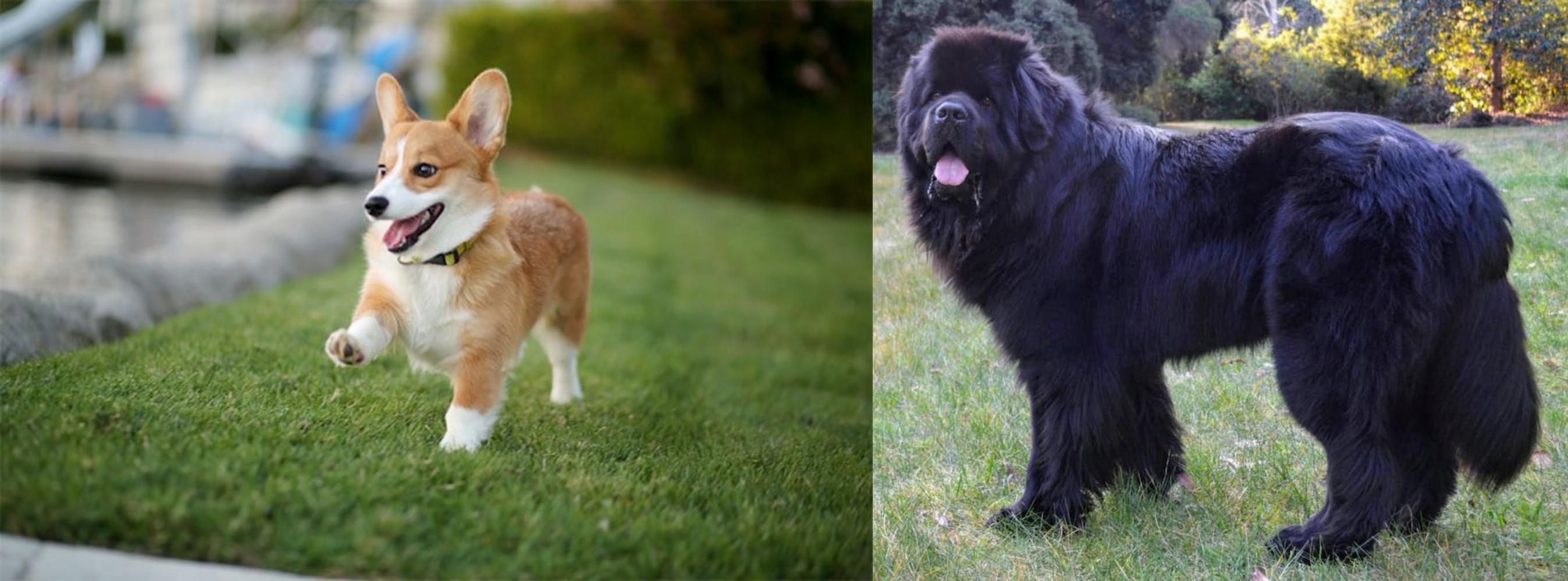 Newfoundland Dog vs Breed Comparison Petzlover