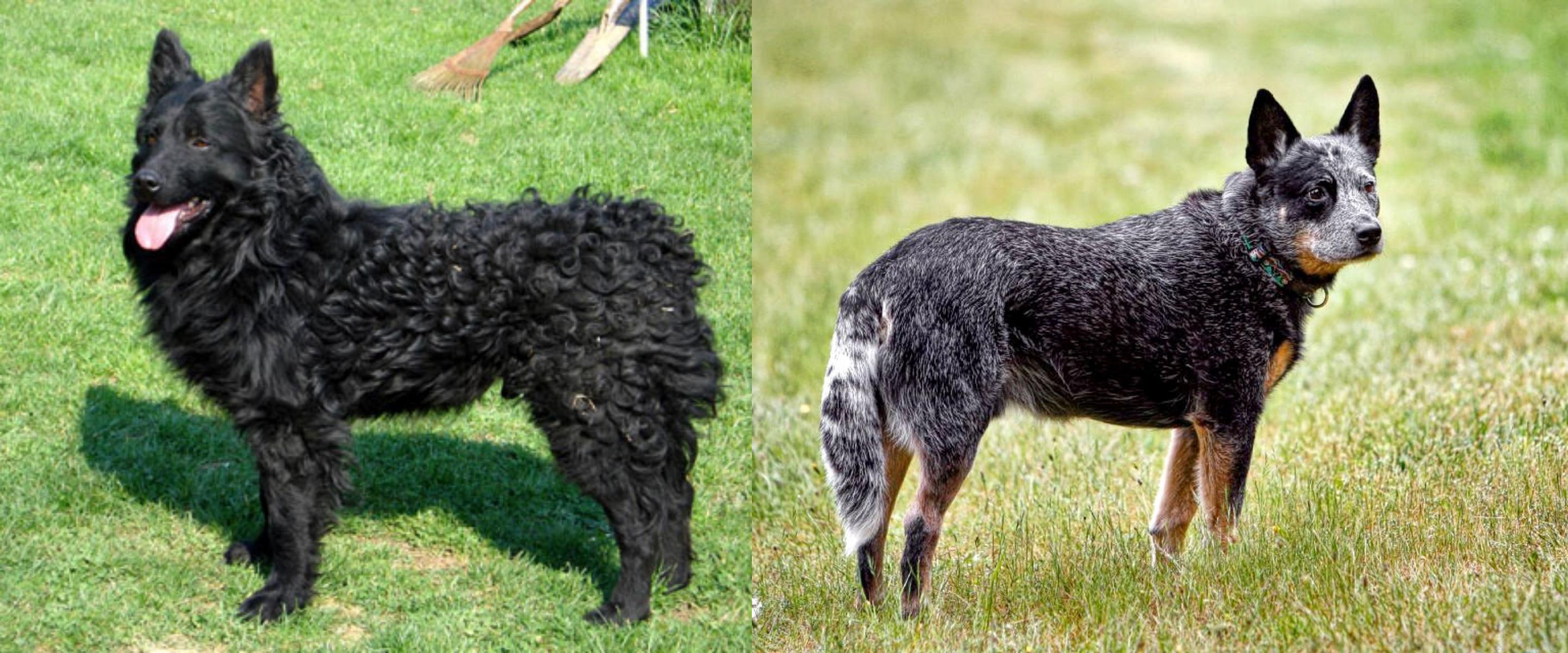 Croatian Sheepdog Vs Austrailian Blue Heeler Breed Comparison
