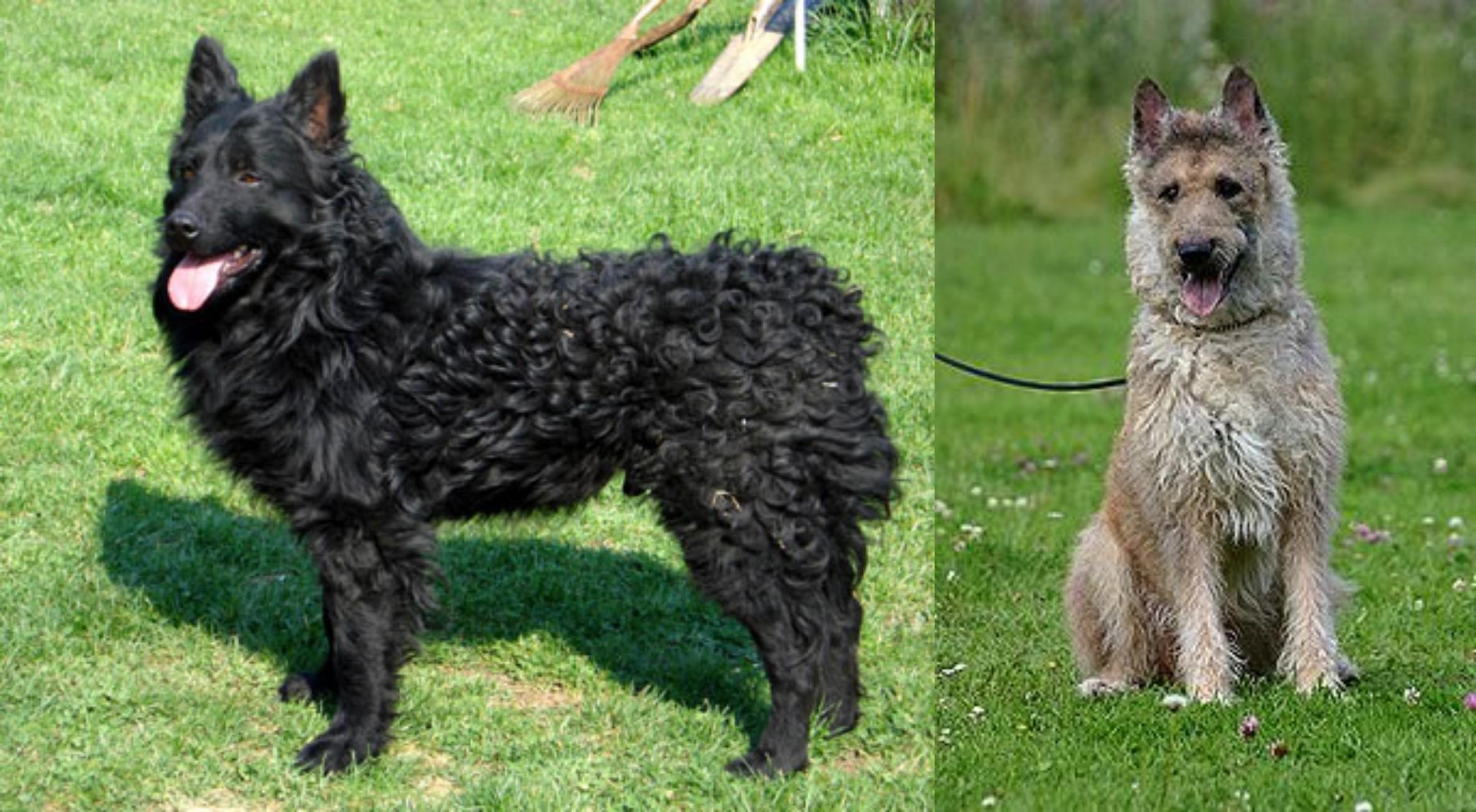 Croatian Sheepdog Vs Belgian Shepherd Dog Laekenois Breed Comparison