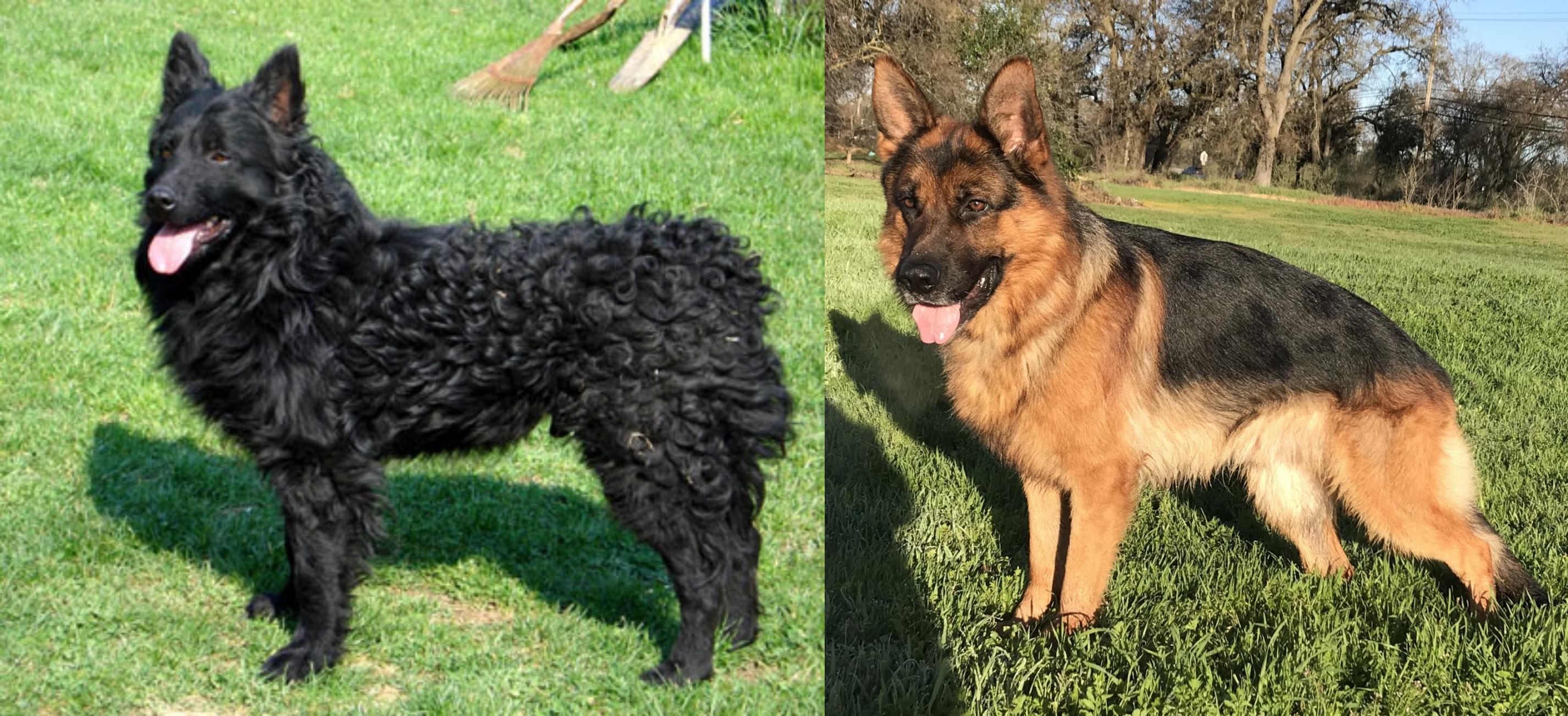 Croatian Sheepdog Vs German Shepherd Breed Comparison