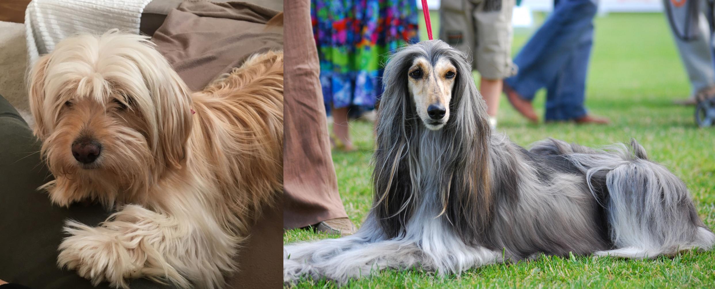 Cyprus Poodle vs Afghan Hound Breed Comparison MyDogBreeds