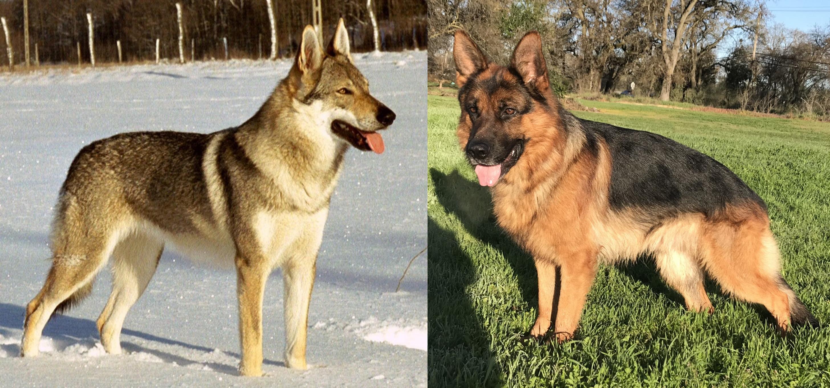 Czechoslovakian Wolfdog Vs German Shepherd Breed Comparison