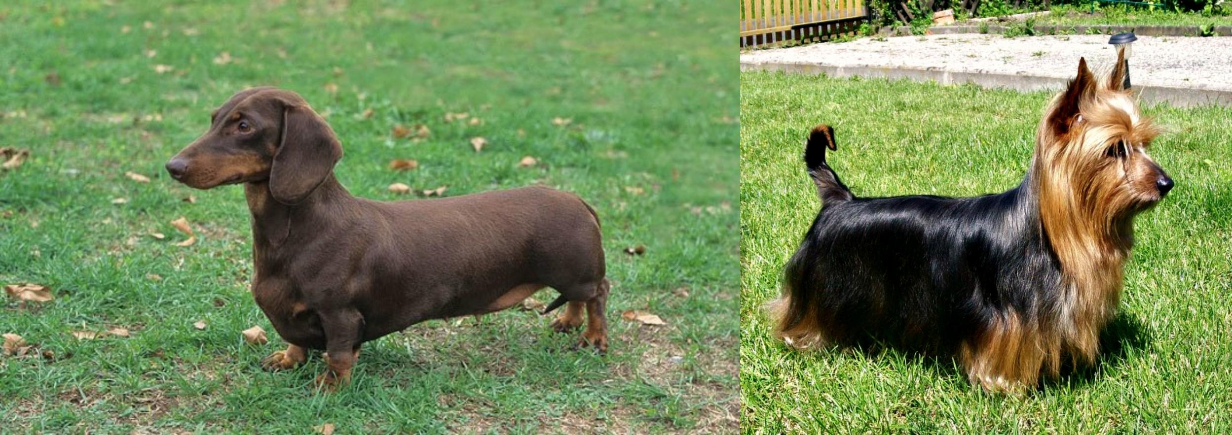 Dachshund Vs Australian Silky Terrier Breed Comparison