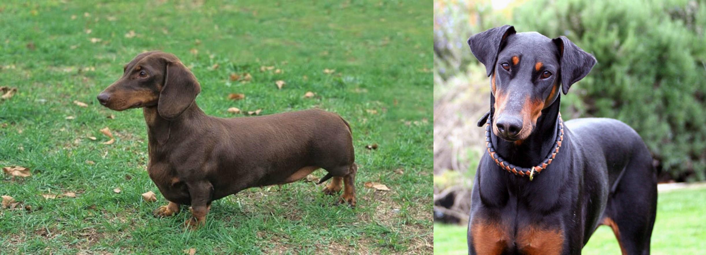 doberman and dachshund mix