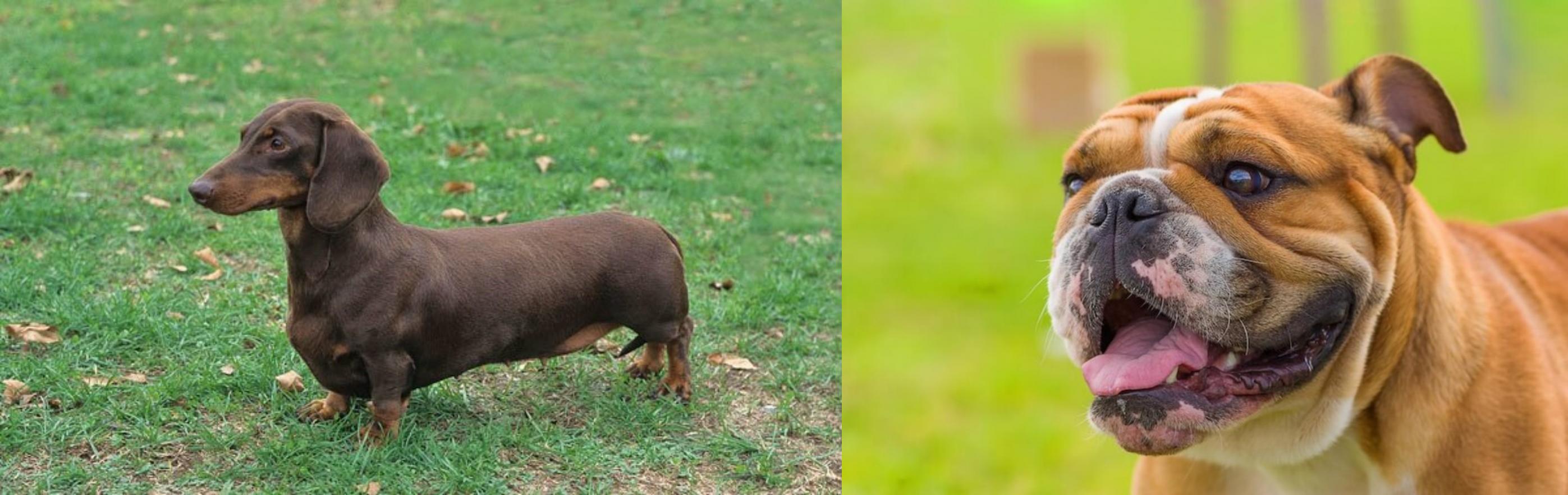 Miniature English Bulldog vs Dachshund Breed Comparison