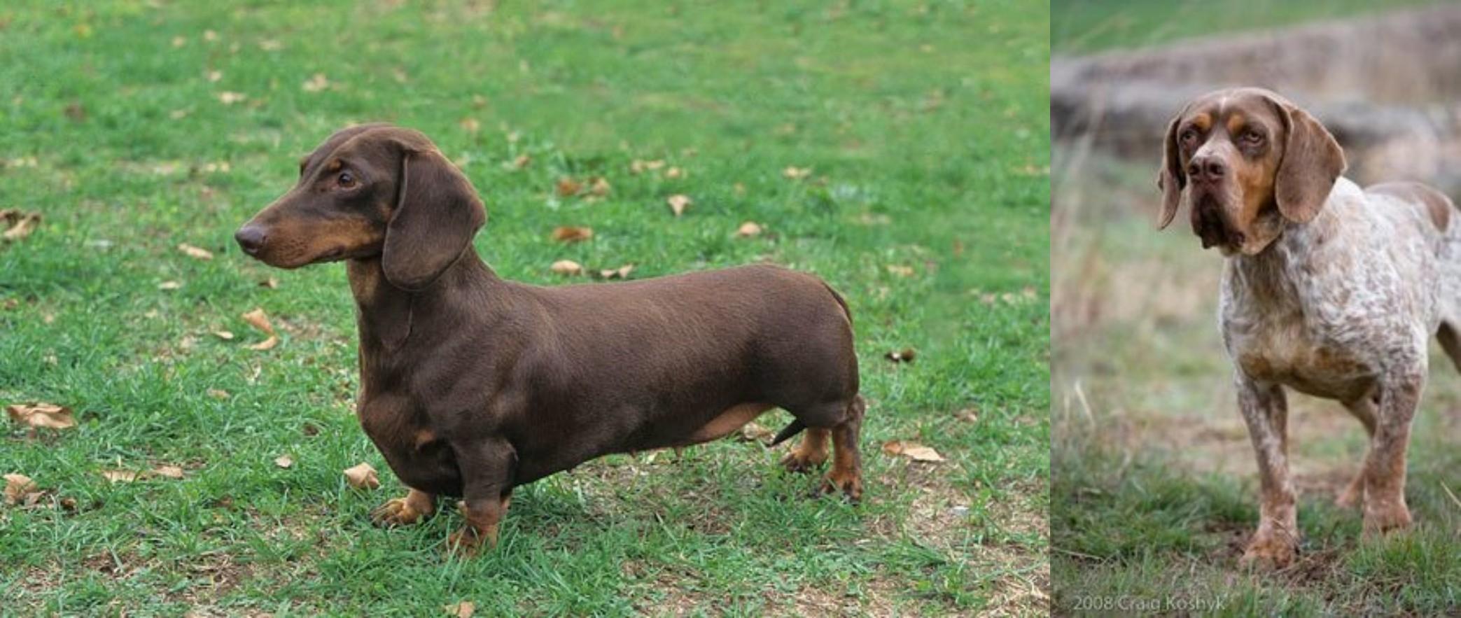 Spanish Pointer vs Dachshund Breed Comparison Petzlover