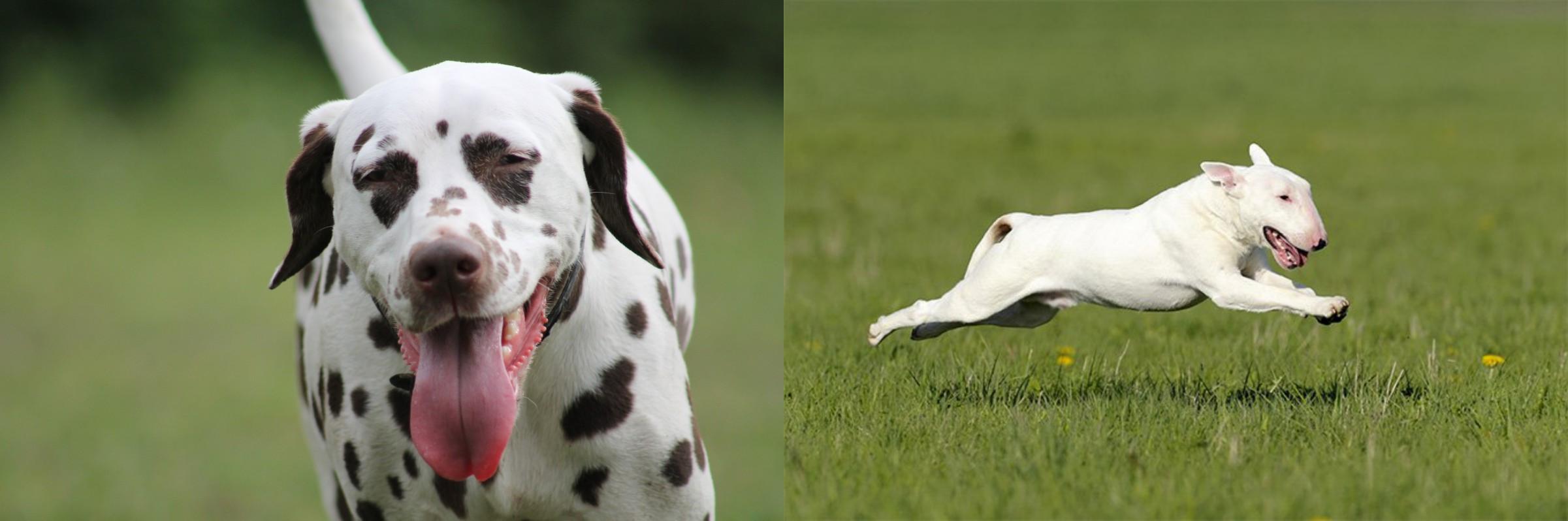 bull terrier dalmatian mix