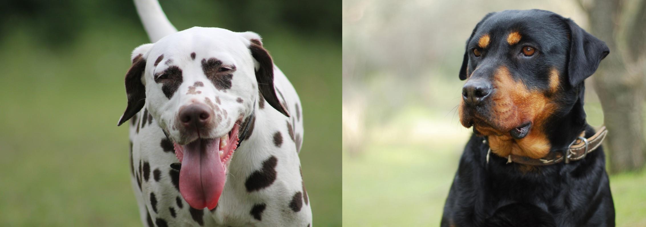 dalmatian rottweiler