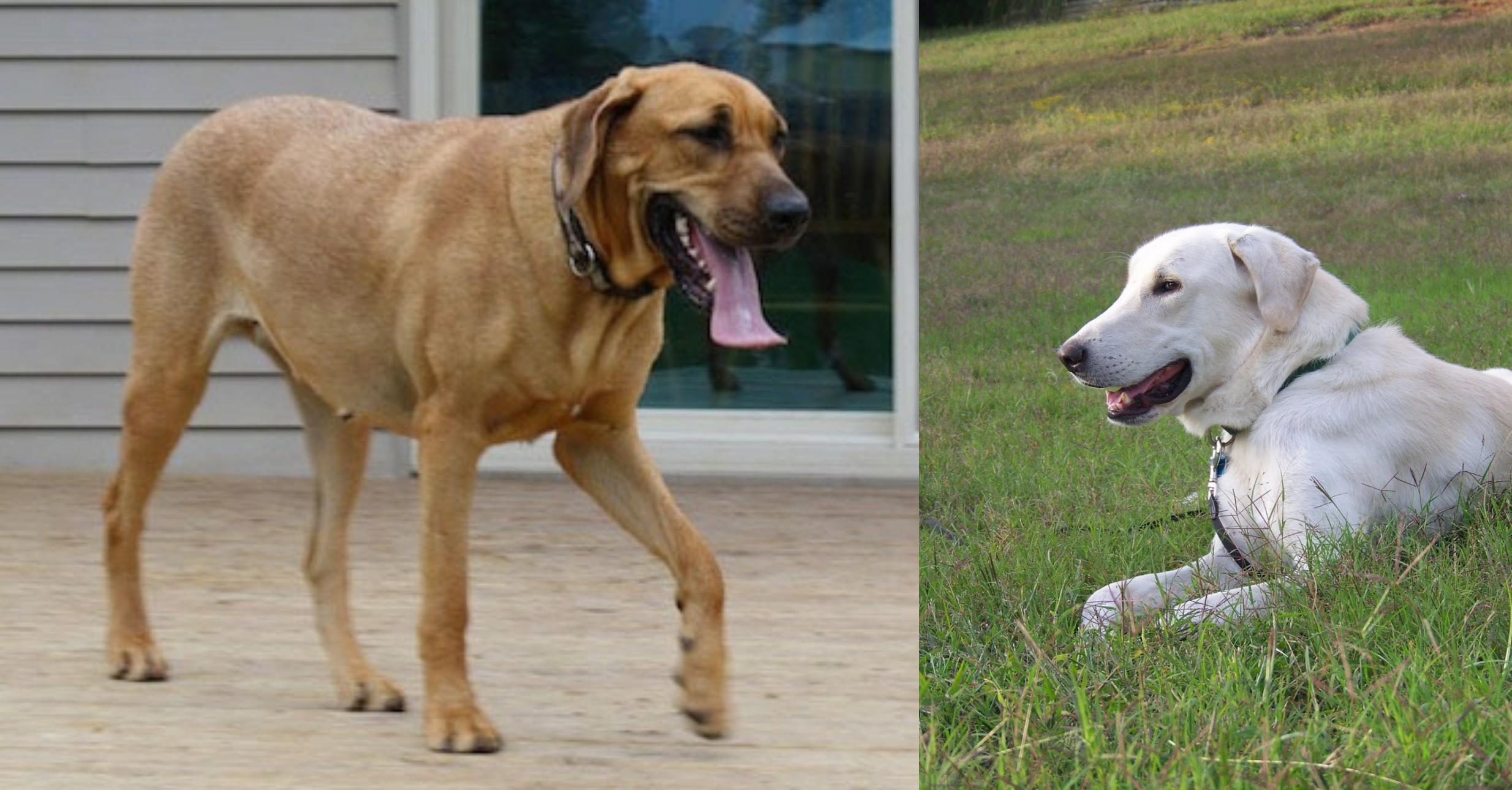 Danish Broholmer Vs Akbash Dog Breed Comparison