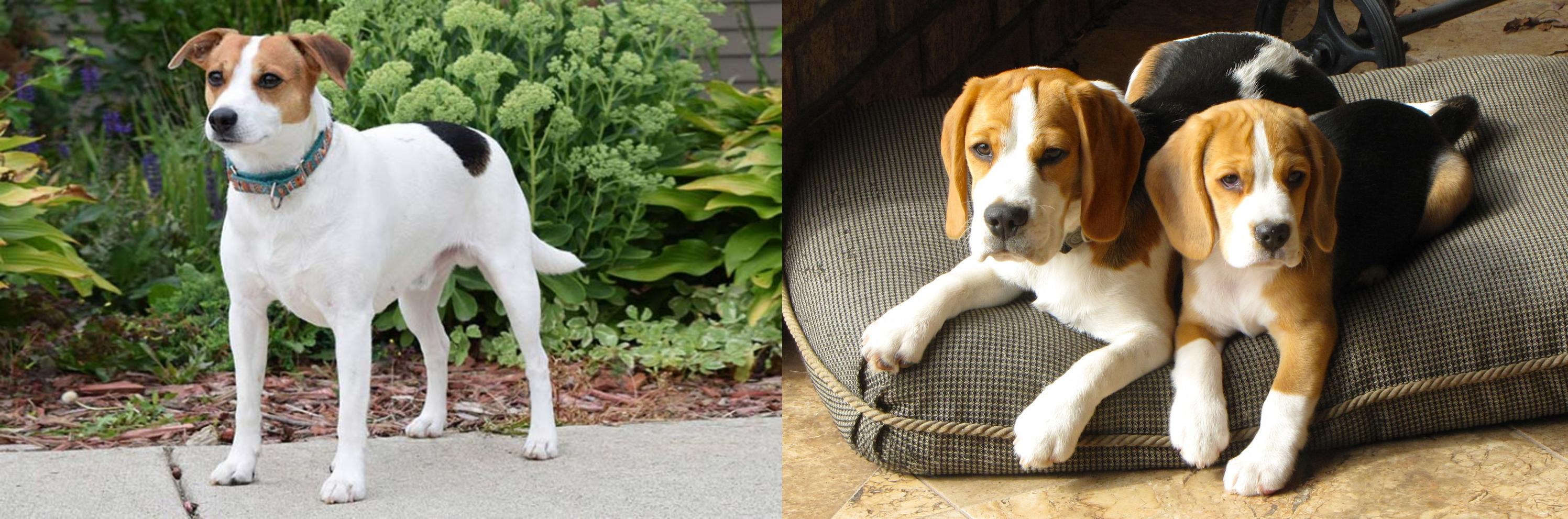 Danish Swedish Farmdog Vs Beagle Breed Comparison