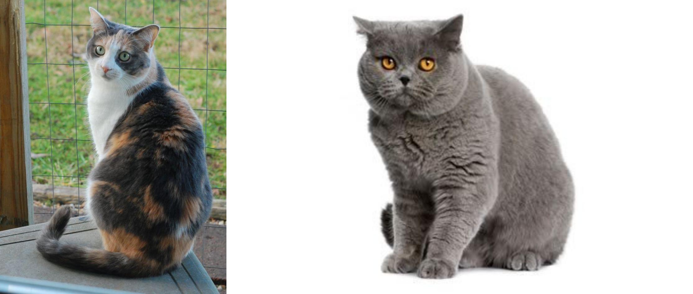 Dilute Calico vs British Shorthair Breed Comparison