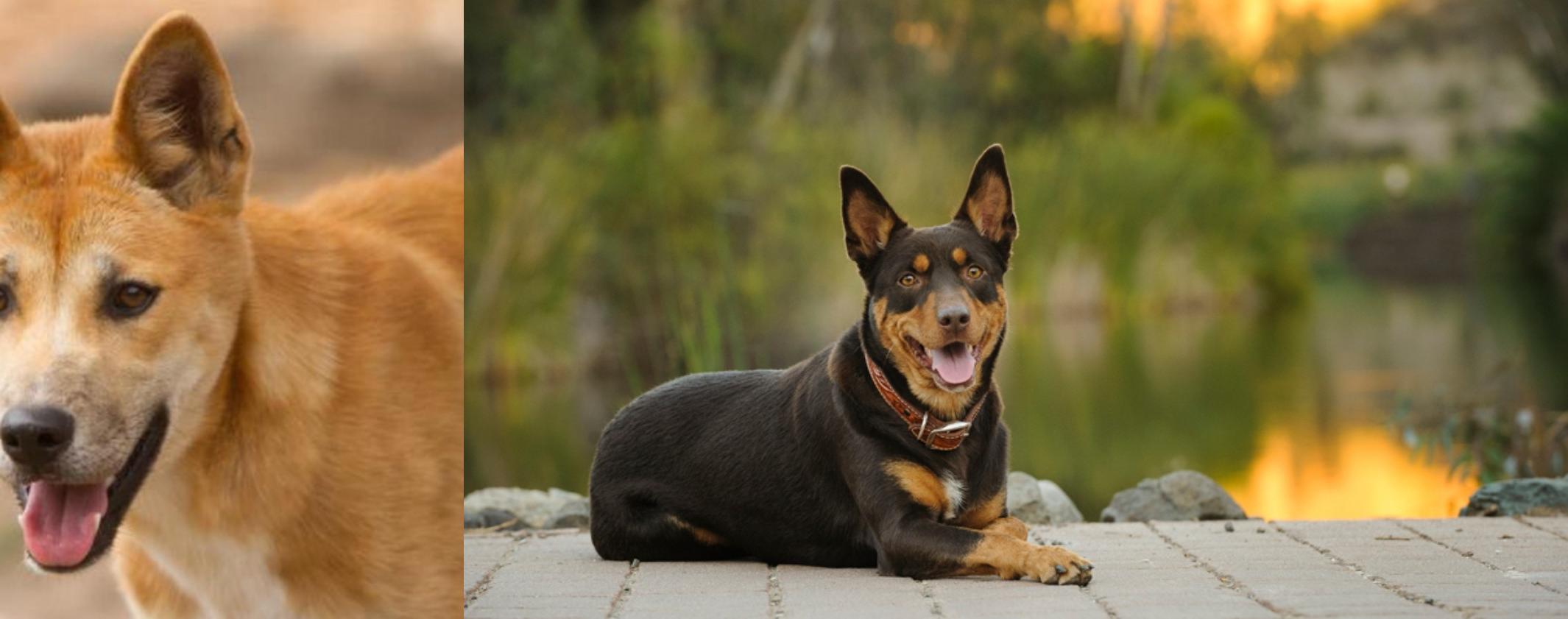 Dingo vs Australian Kelpie Breed Comparison MyDogBreeds