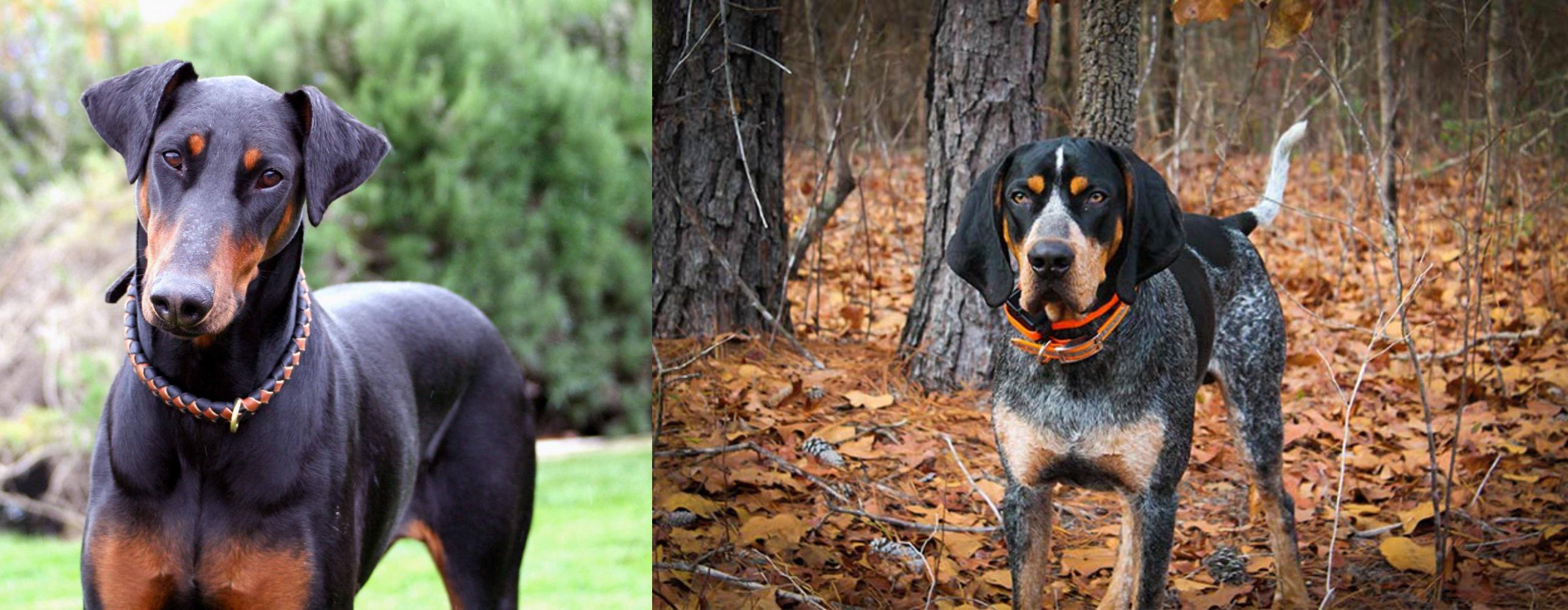 Doberman Pinscher is originated from Germany but Bluetick Coonhound is orig...