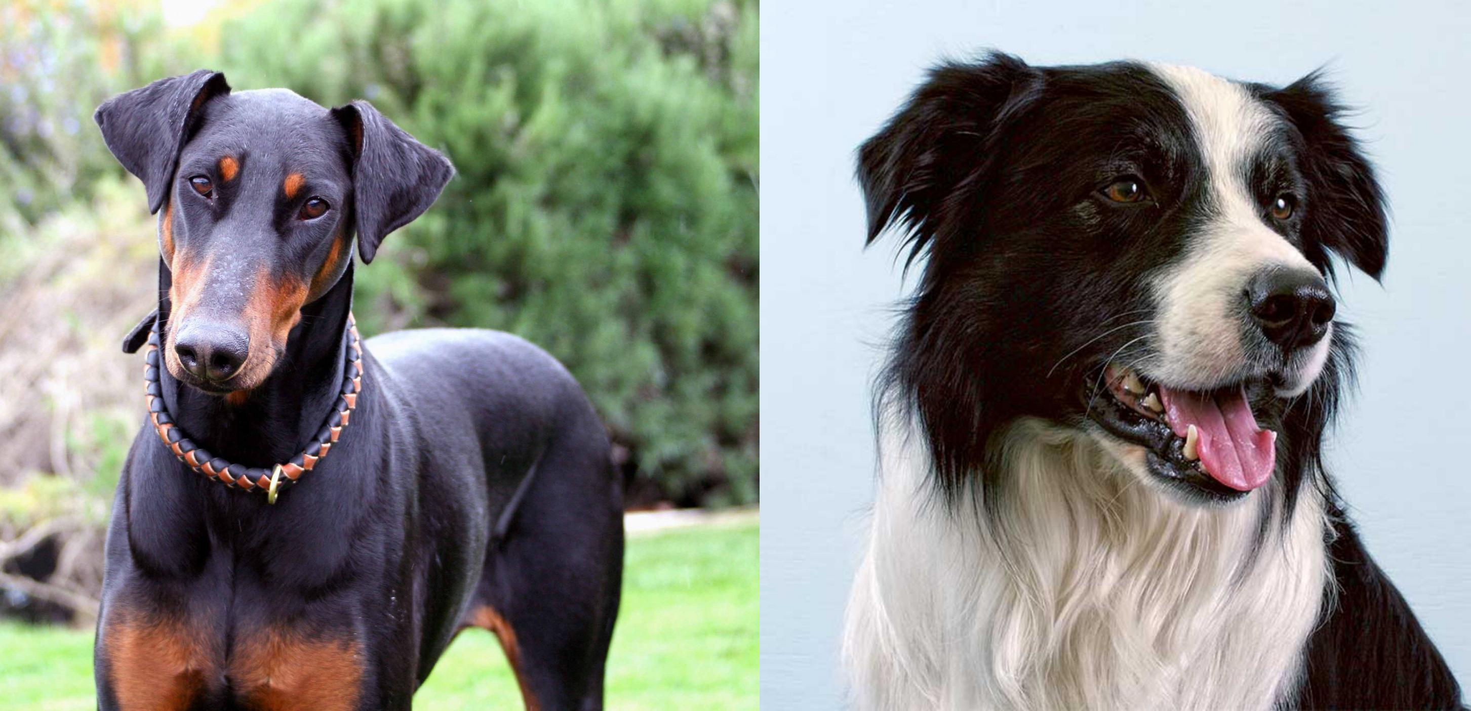 Border Collie vs Doberman Pinscher Breed Comparison
