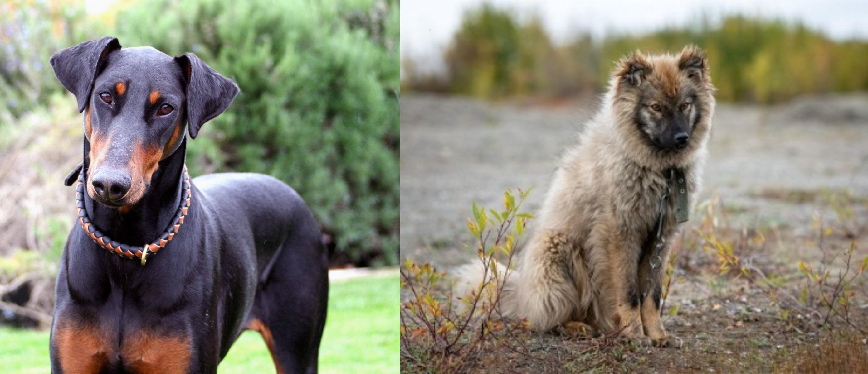 Herding Laika vs Doberman Pinscher Breed Comparison