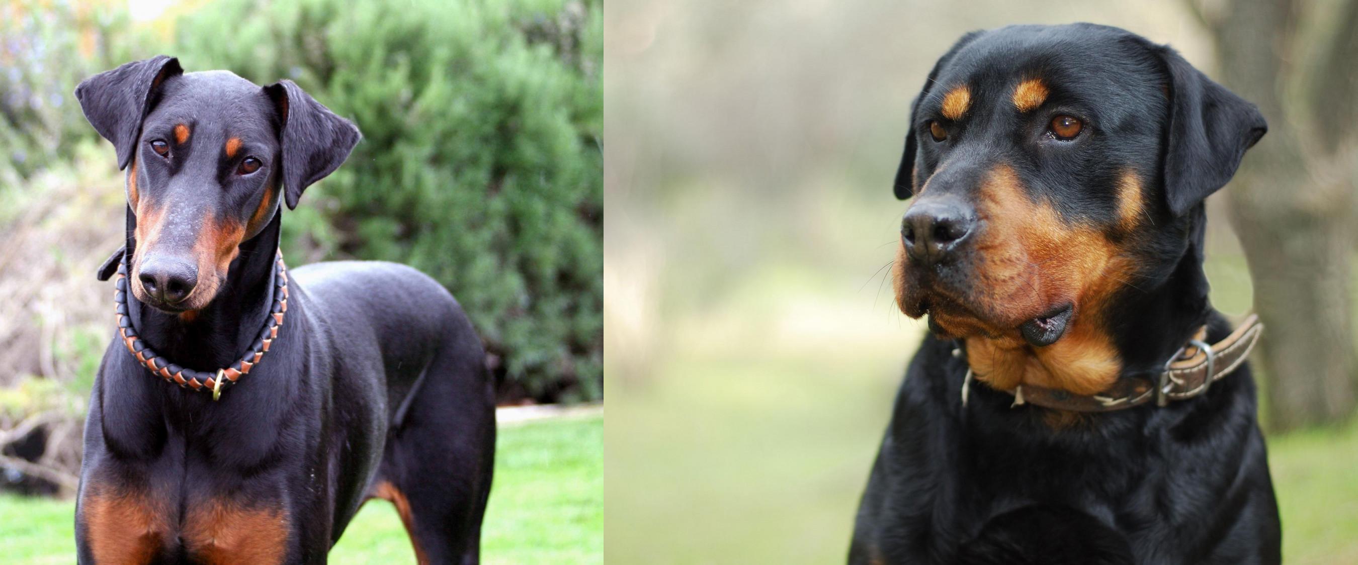 Doberman Pinscher vs Rottweiler Breed Comparison