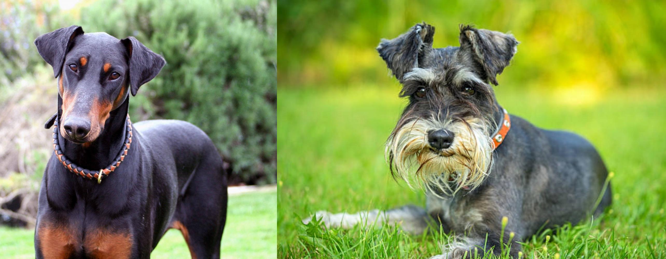 Schnauzer vs Doberman Pinscher Breed Comparison