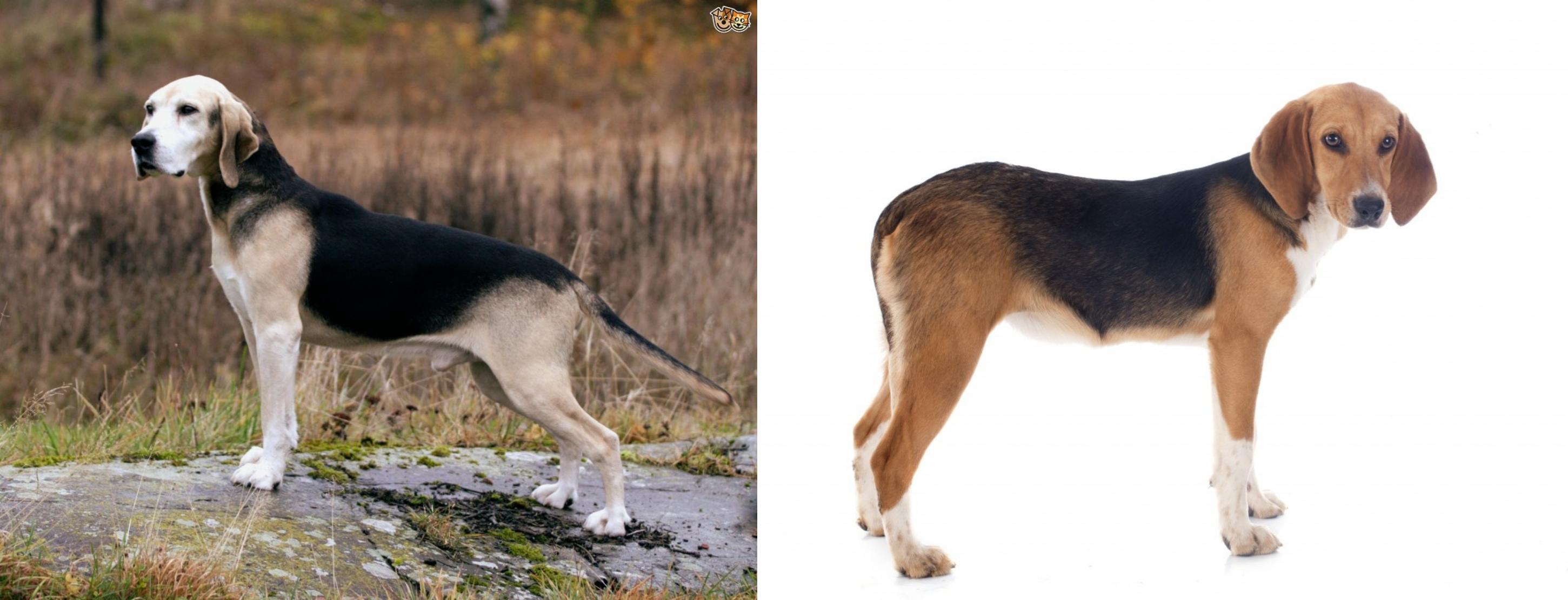 Dunker Vs Beagle Harrier Breed Comparison Mydogbreeds