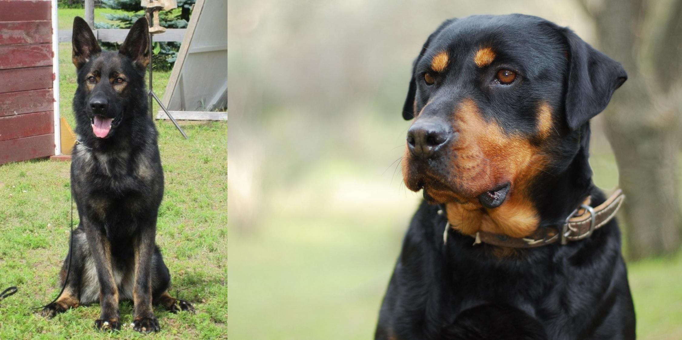 rottweiler and german shepherd breed