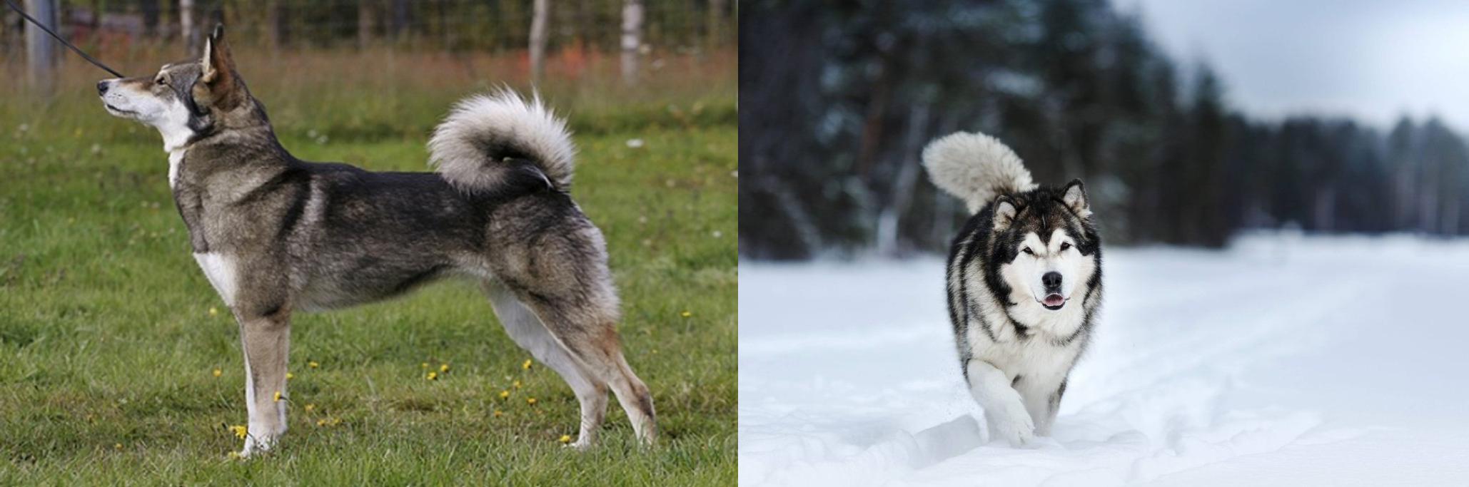 East Siberian Laika Vs Siberian Husky Breed Comparison