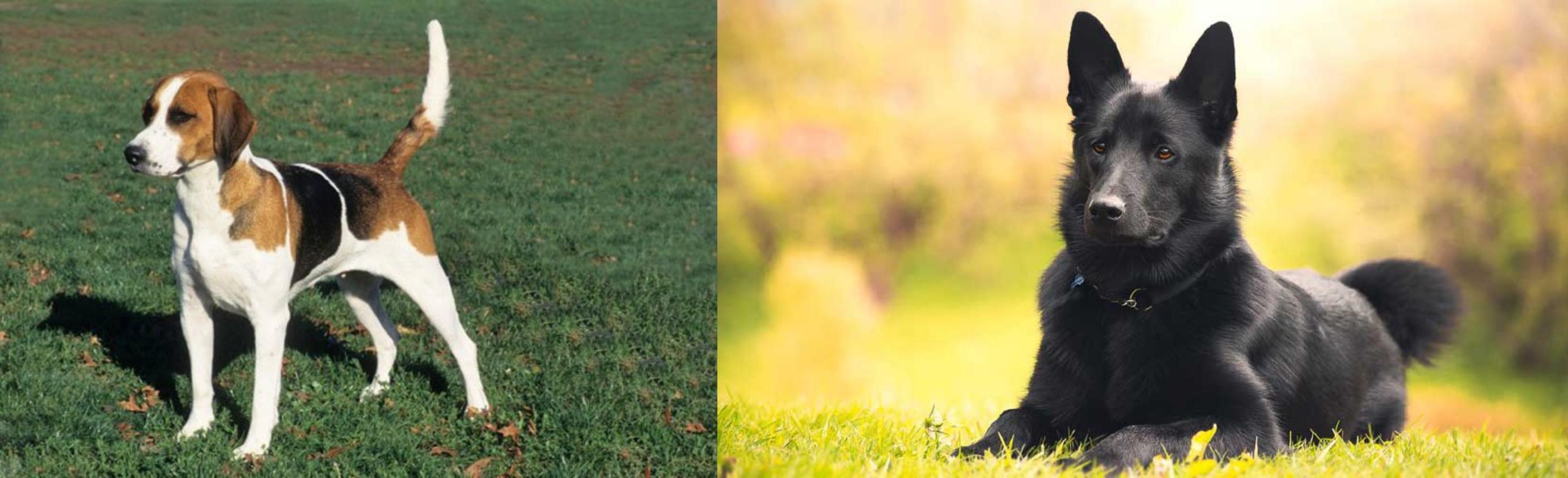 foxhound americano elkhound