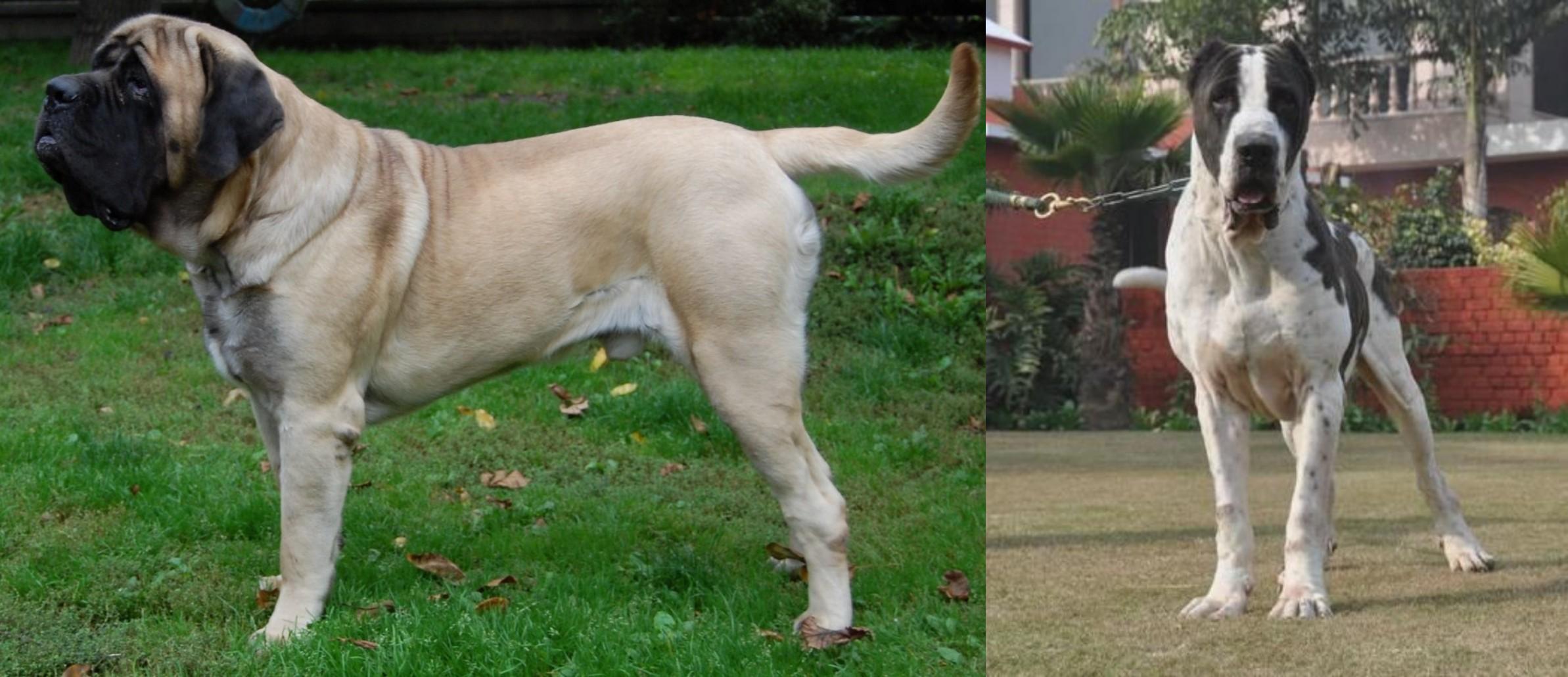 English Mastiff Vs Bully Kutta Breed Comparison