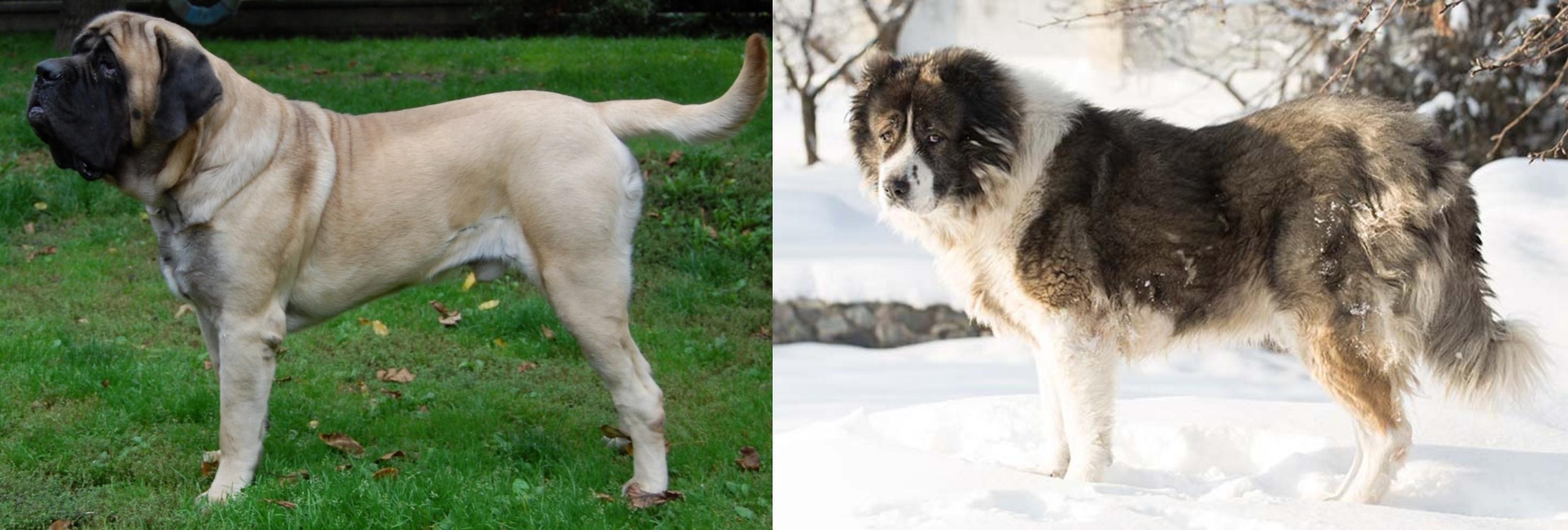 English Mastiff Vs Caucasian Shepherd Breed Comparison