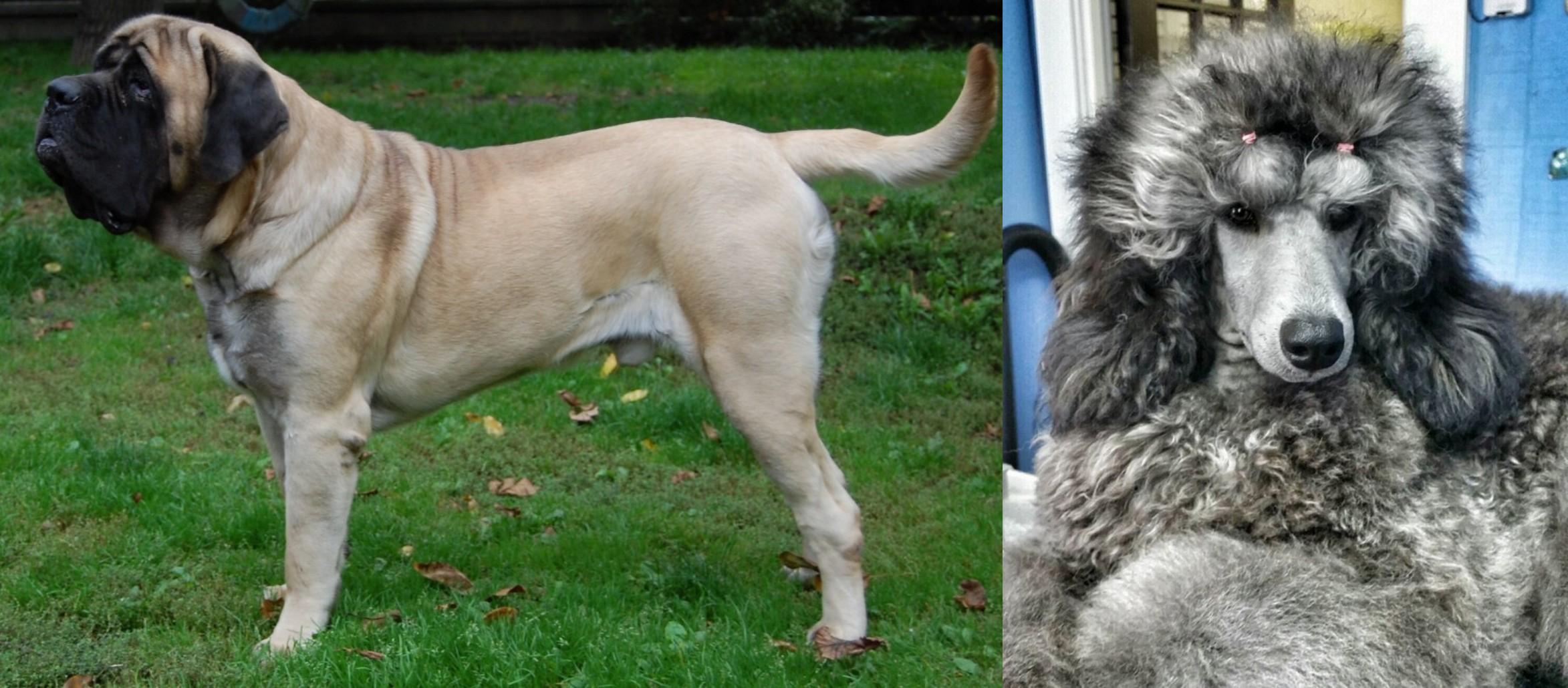 Standard Poodle vs English Mastiff Breed Comparison