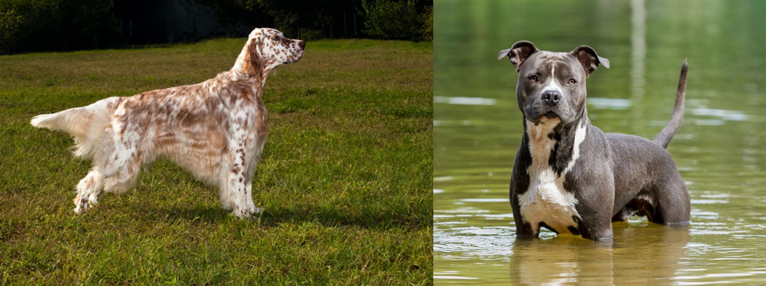 English Setter Vs American Staffordshire Terrier Breed Comparison
