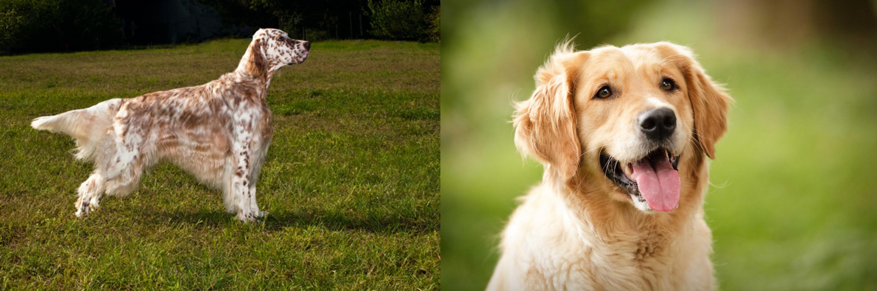 English Setter vs Golden Retriever Breed Comparison