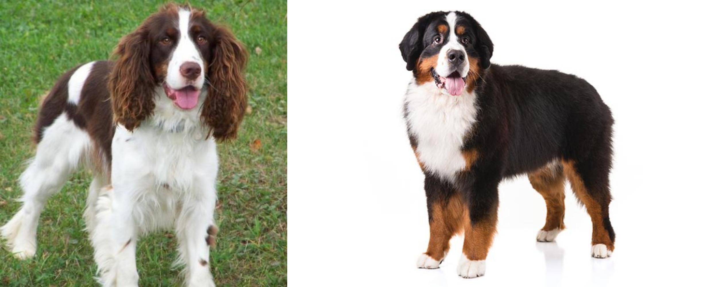 bernese mountain dog spaniel mix