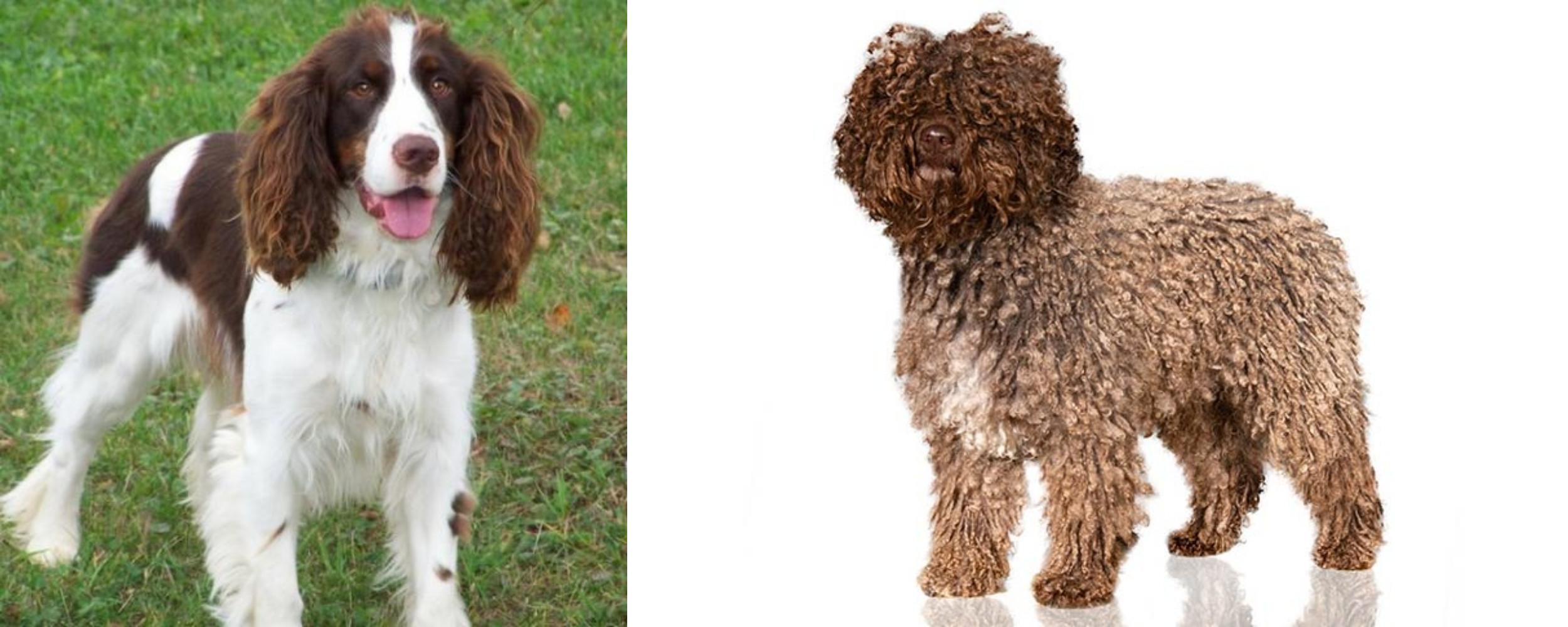 Spanish Water Dog vs English Springer Spaniel Breed Comparison