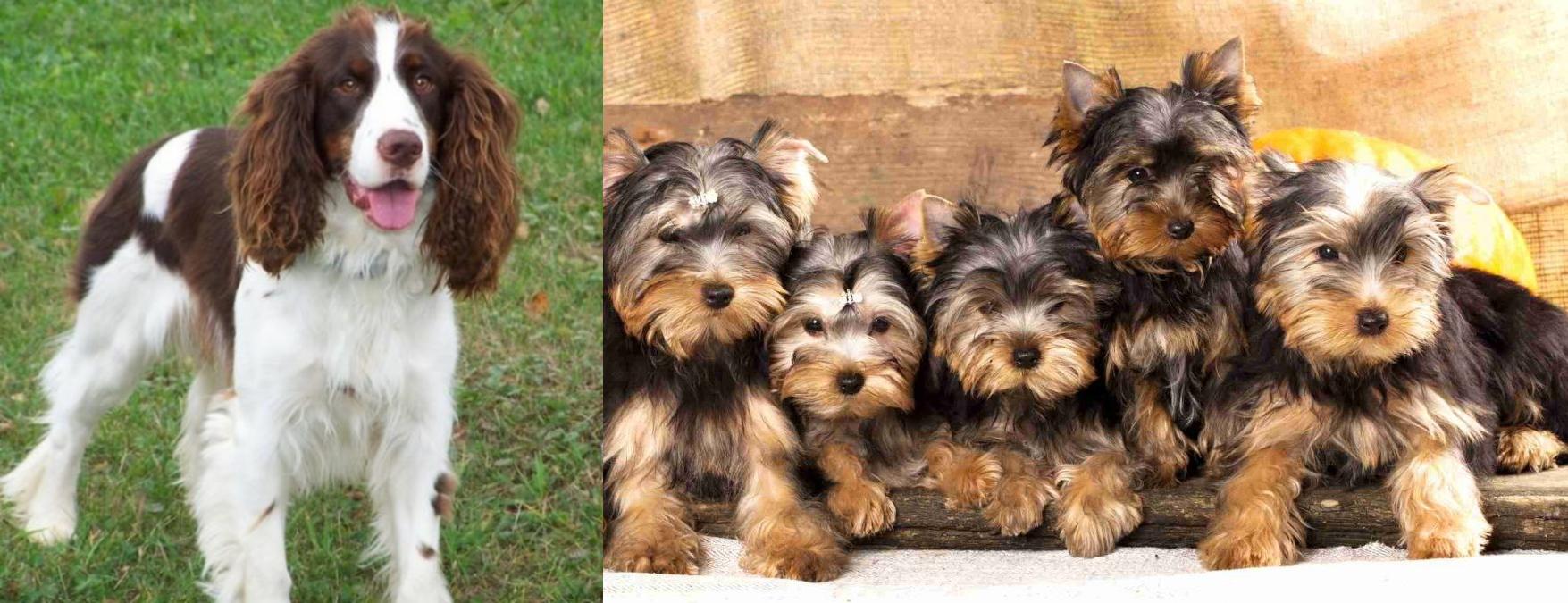 gun dogs for sale yorkshire