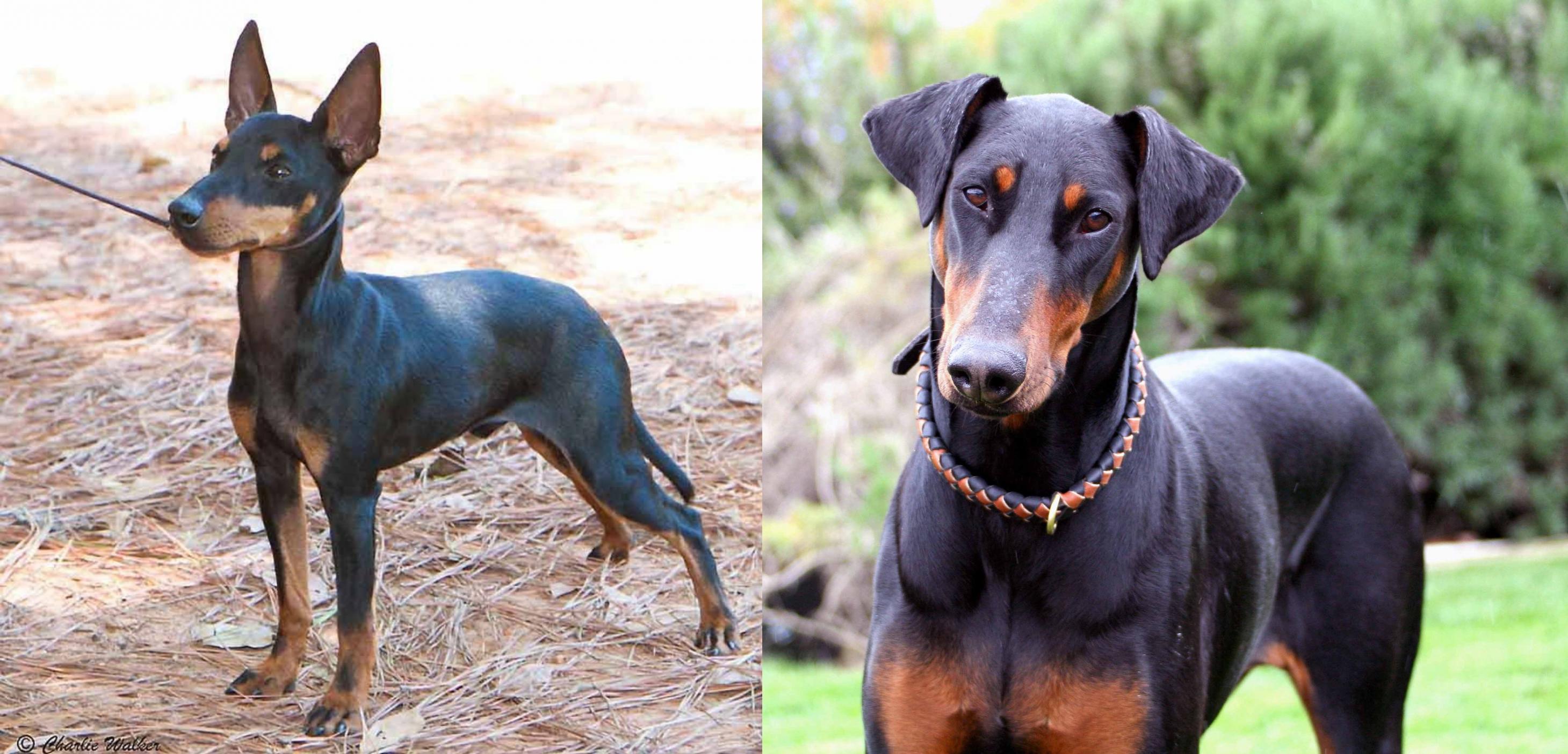 English Toy Terrier Black Tan Vs Doberman Pinscher Breed Comparison