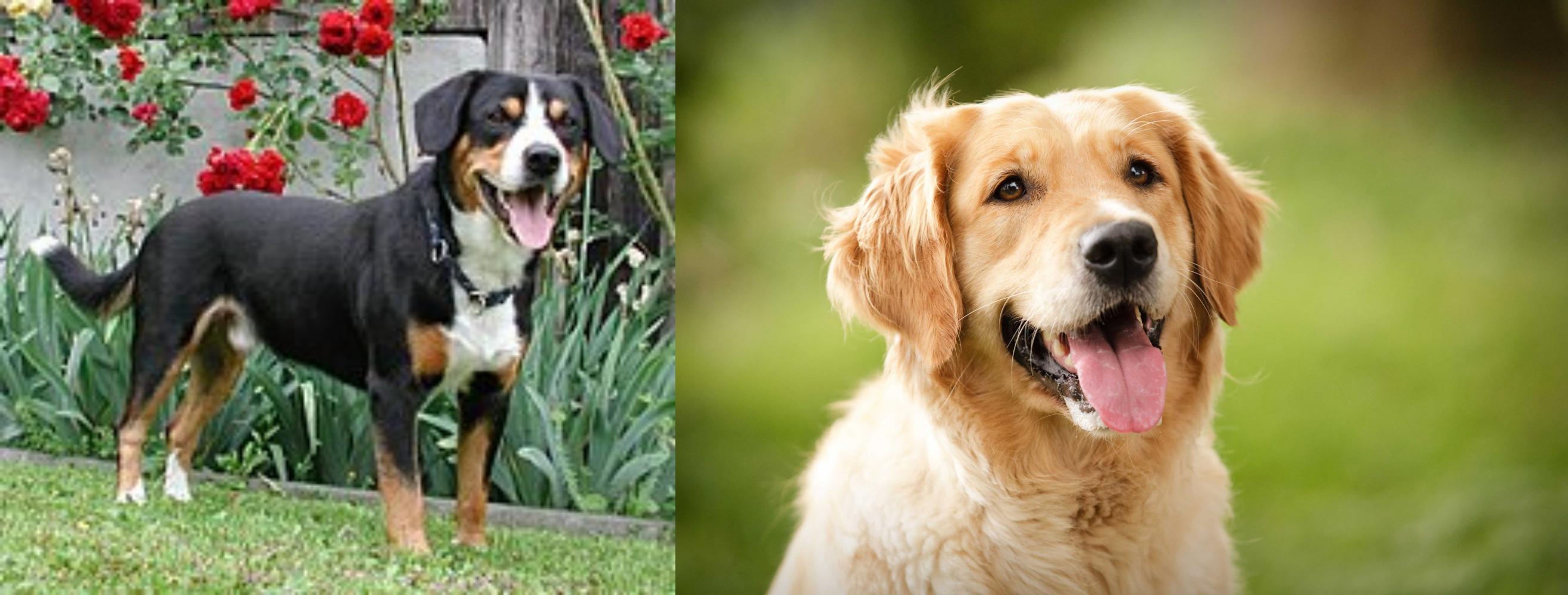 Entlebucher Mountain Dog Vs Golden Retriever Breed Comparison